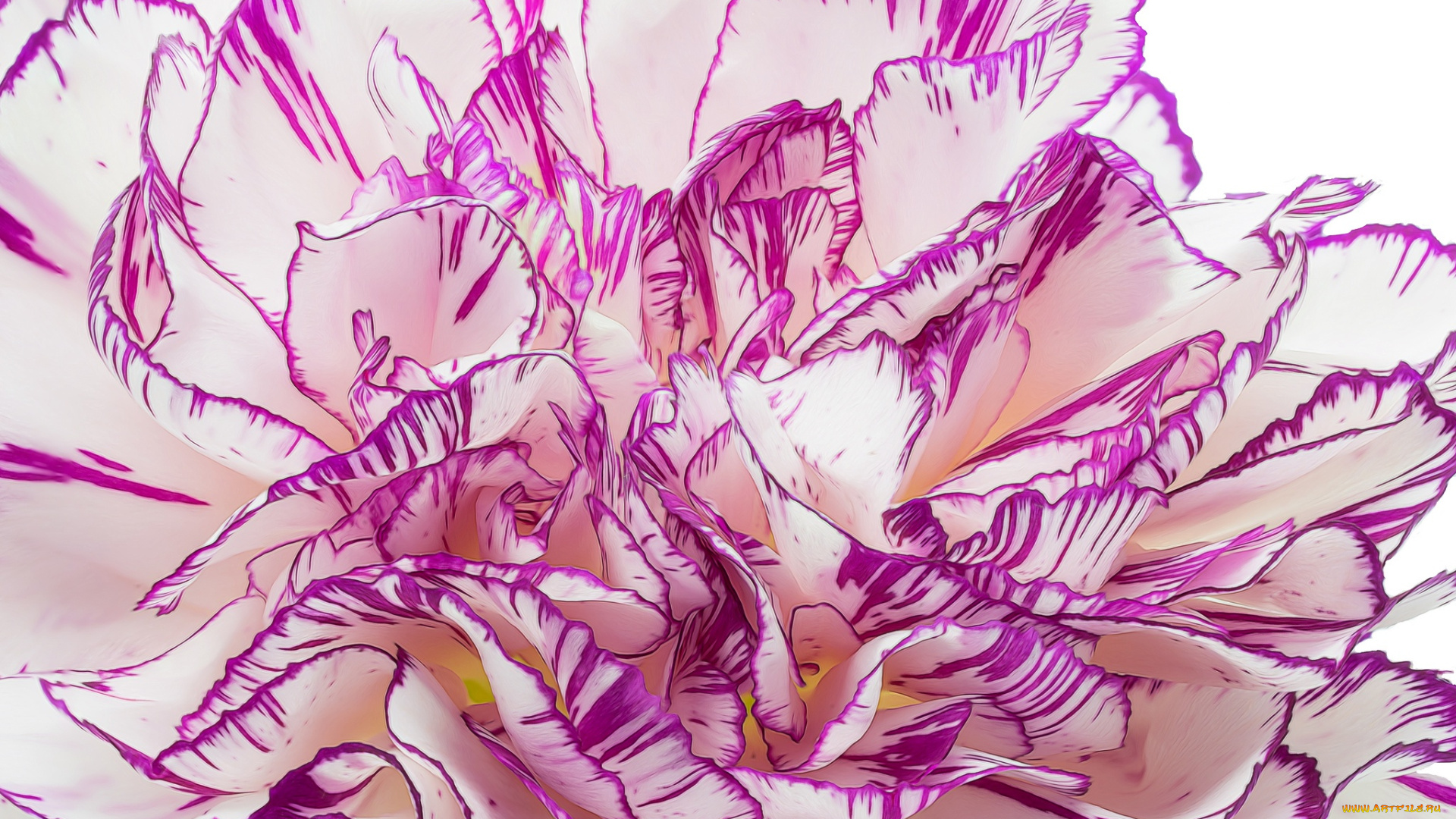 разное, компьютерный, дизайн, лепестки, цветок, гвоздика