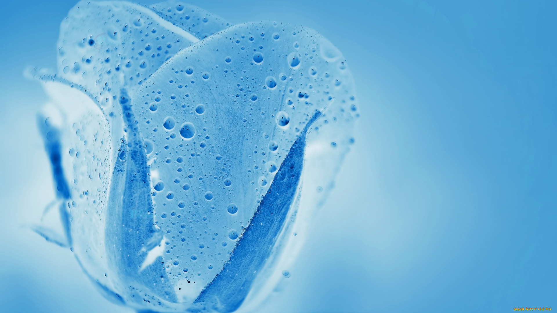 разное, компьютерный, дизайн, лепестки, цветок, капли