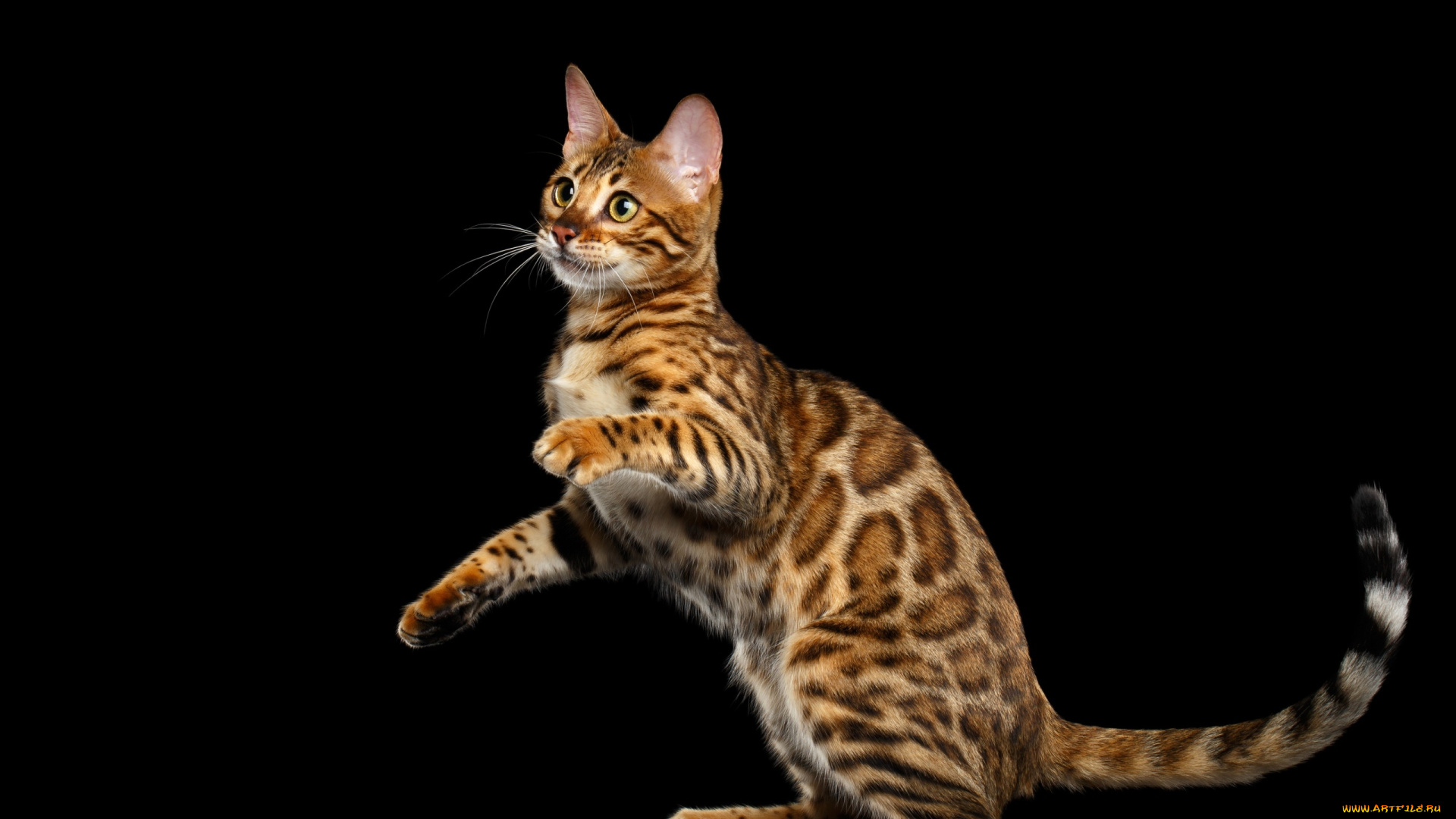 животные, коты, фон, кот