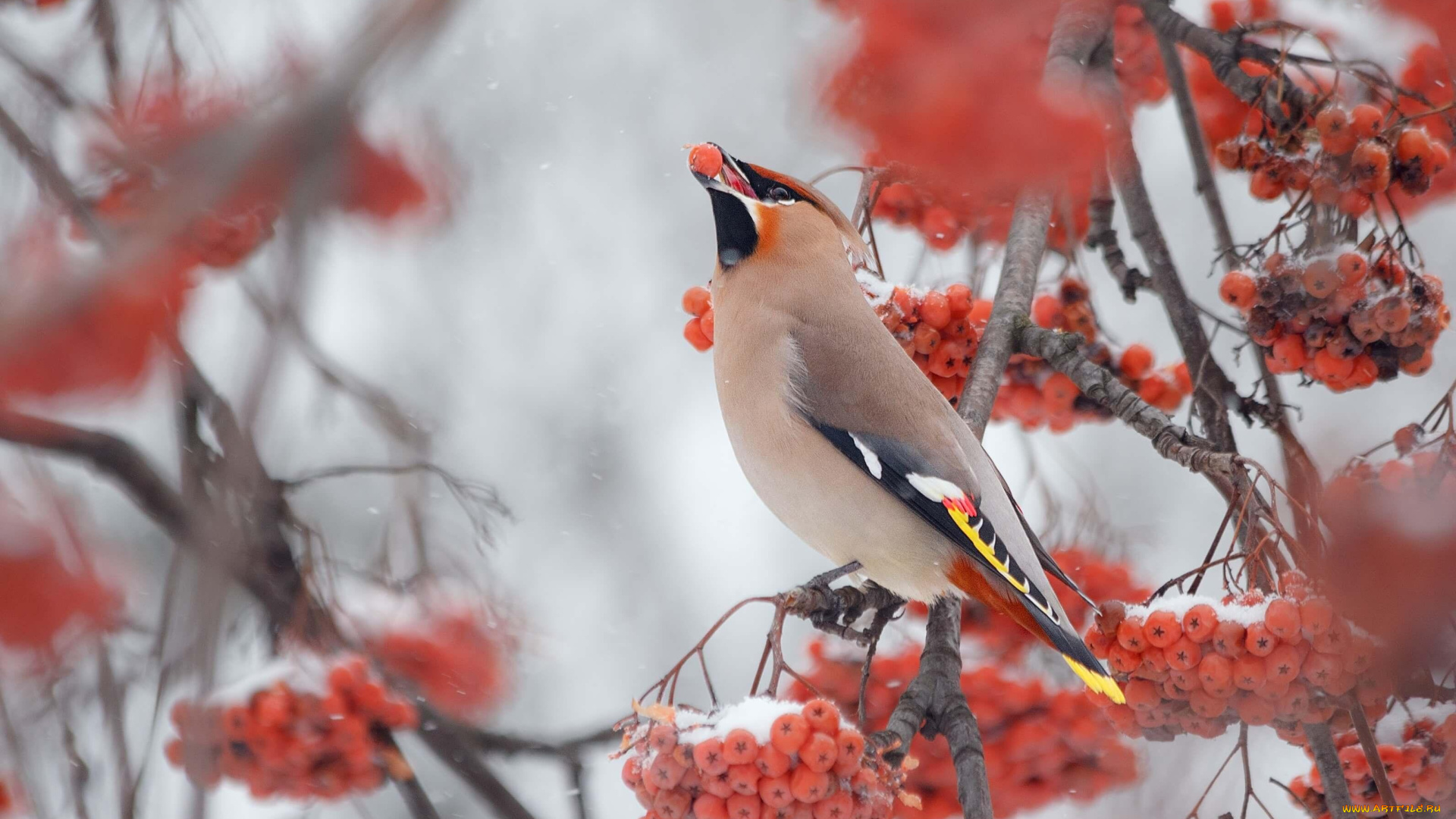 животные, свиристели, снег, рябина, ягоды, свиристель, птица, ветки