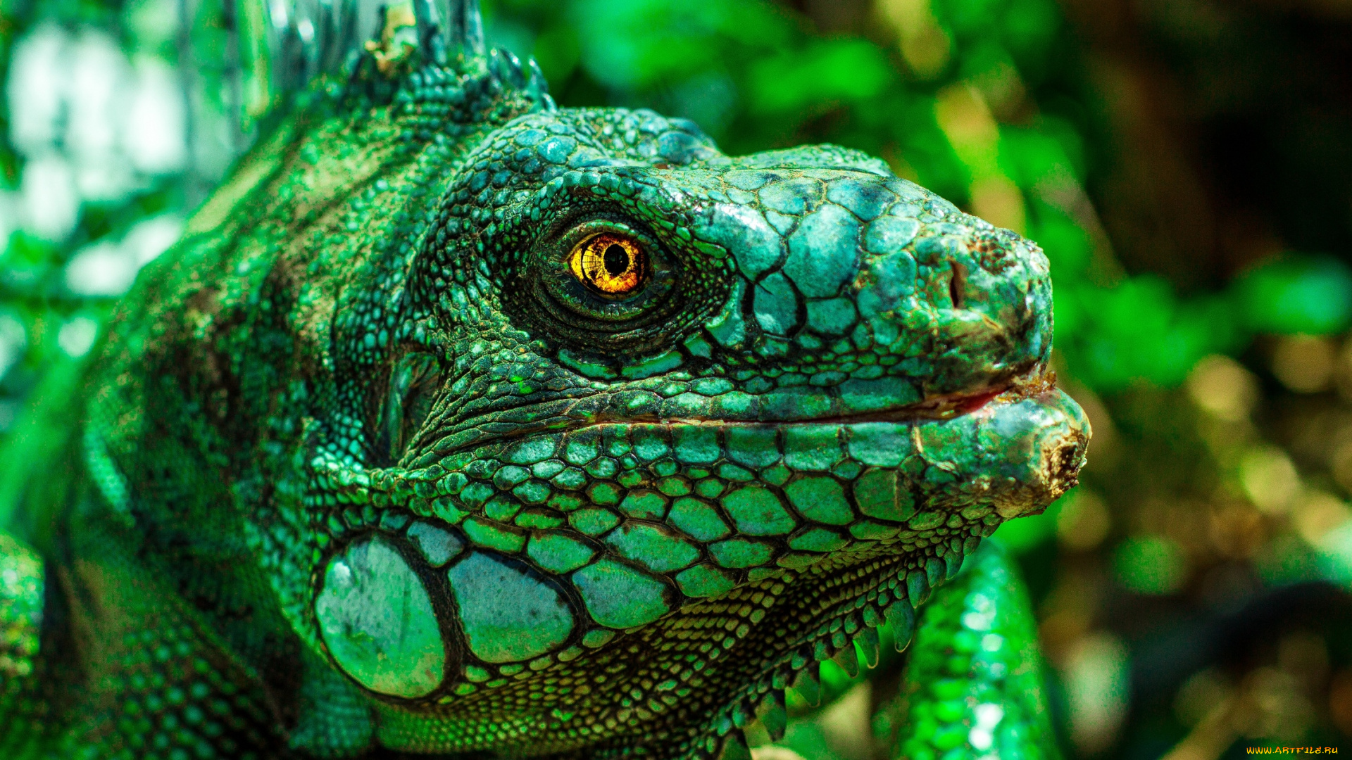 животные, Ящерицы, , игуаны, , вараны, ящерица, игуана, зеленая