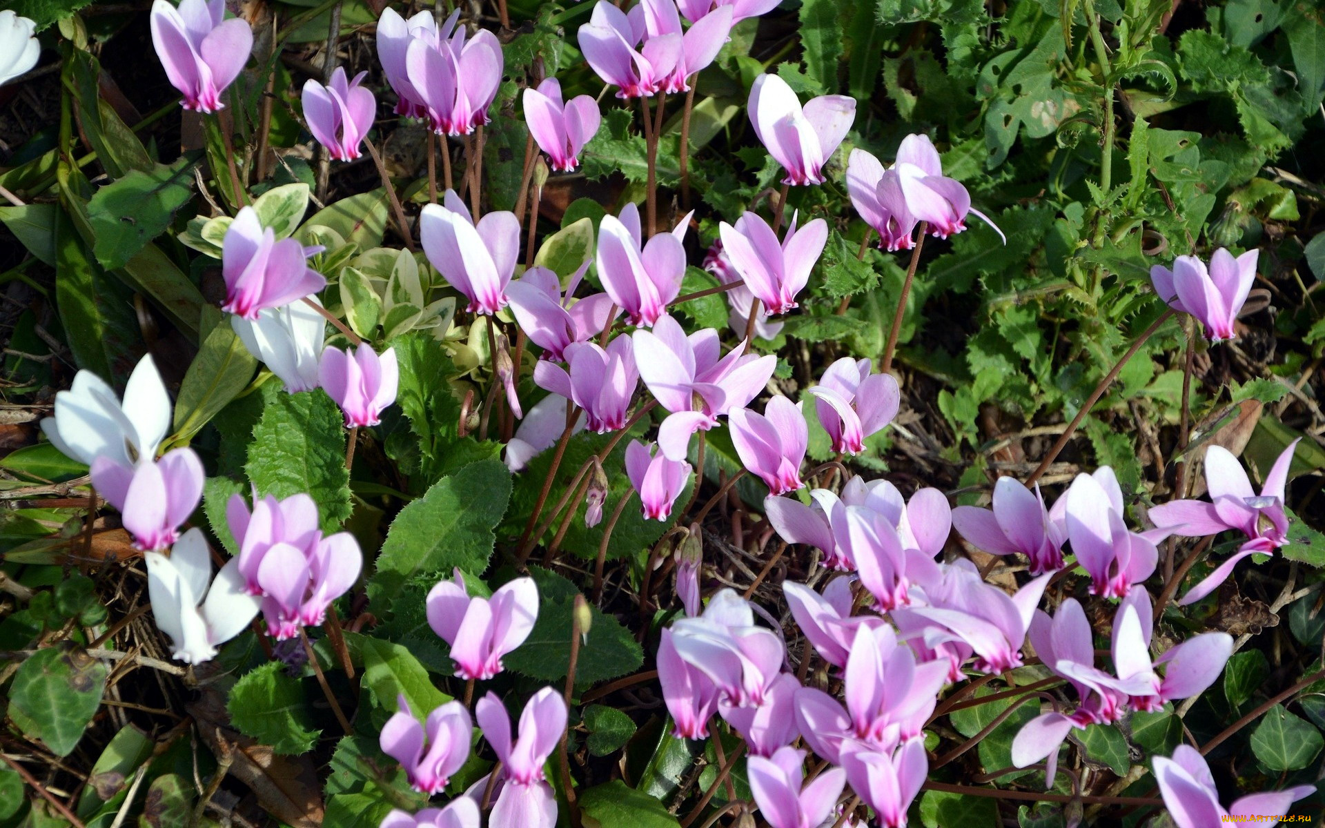 цветы, цикламены, много