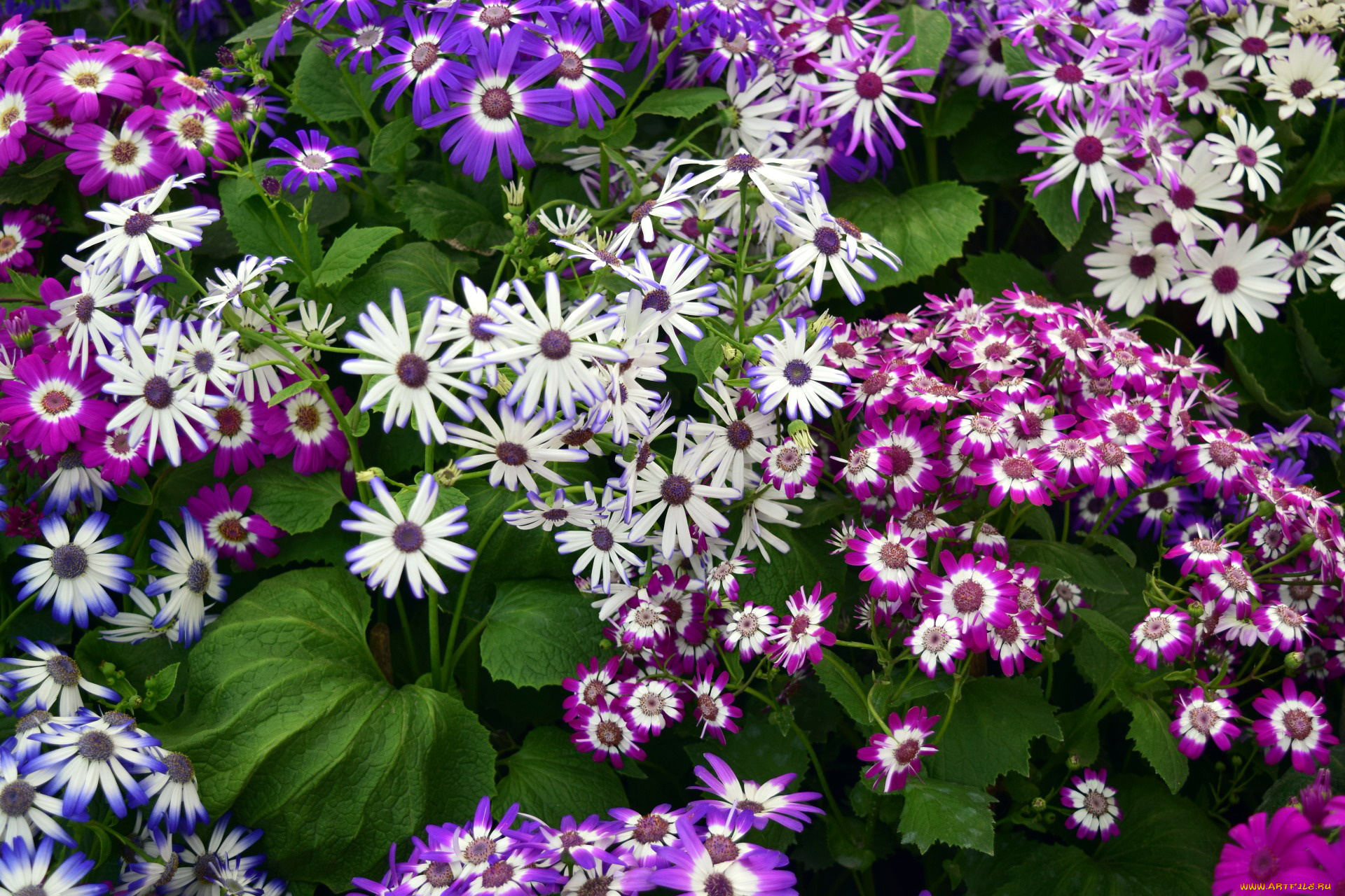 цветы, цинерария, разноцветные