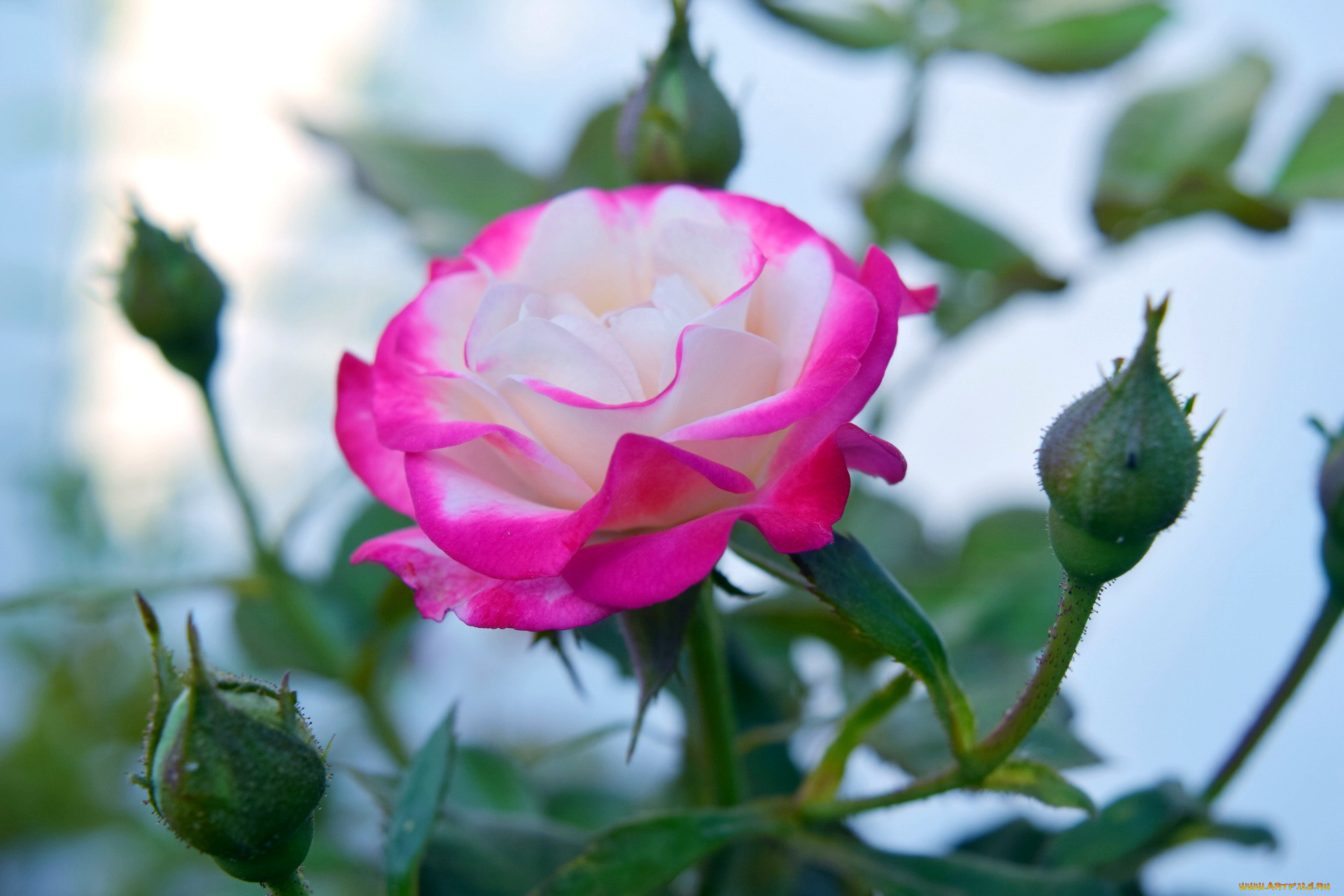 цветы, розы, бутон