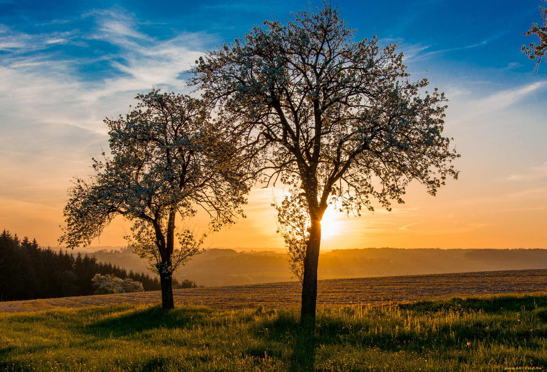 природа, деревья, простор