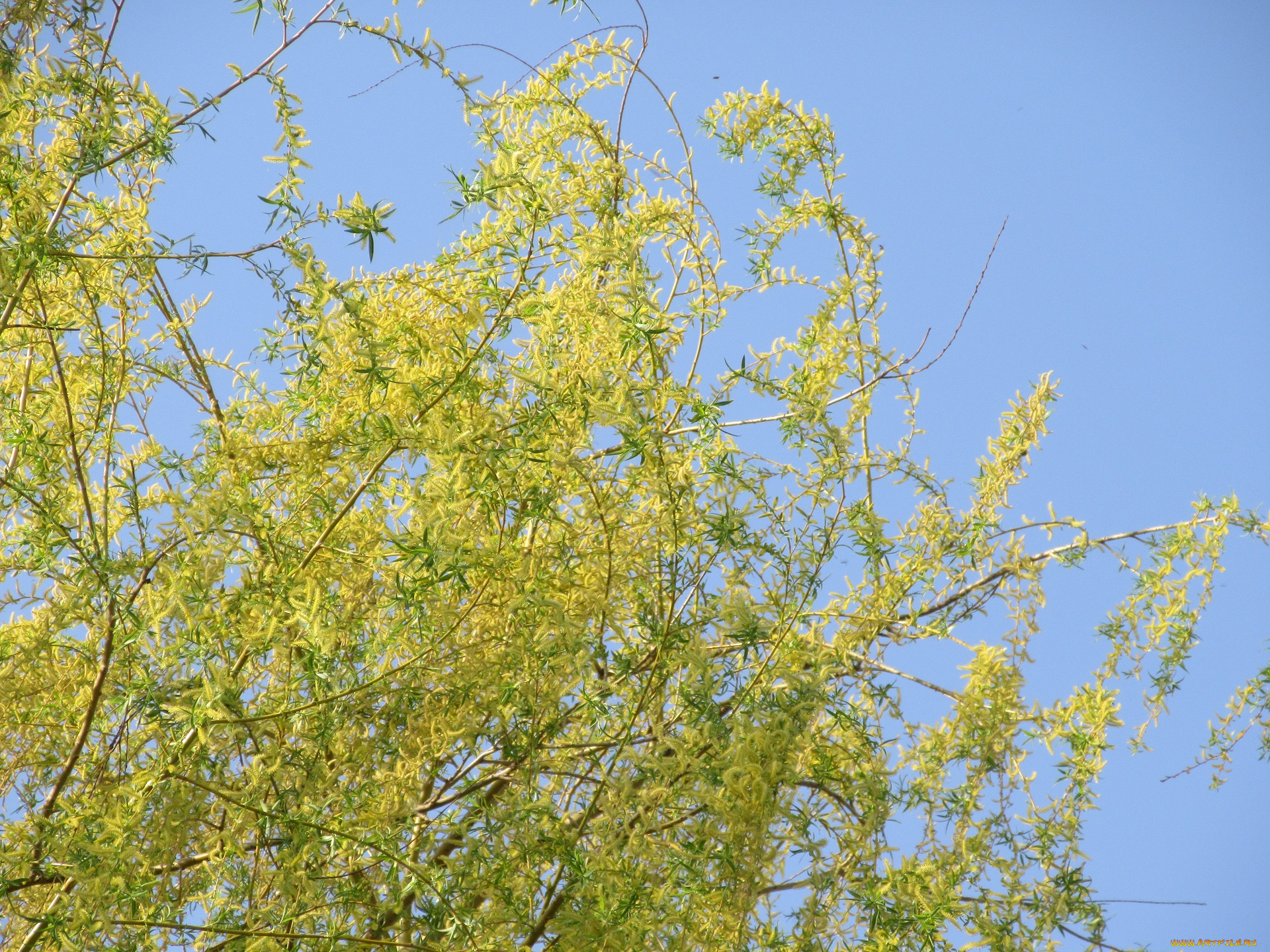 природа, деревья, весна, 2018