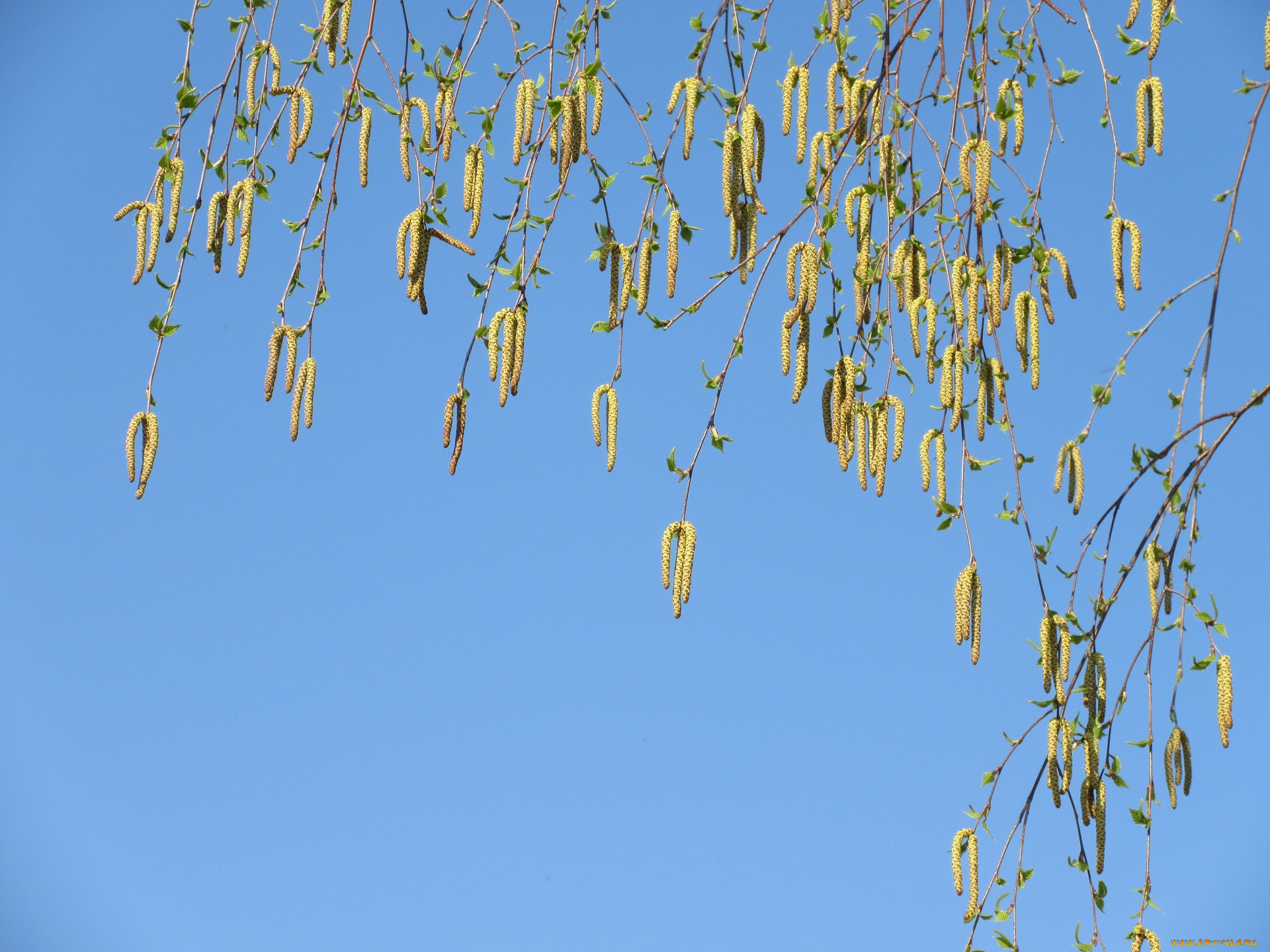 природа, макро, весна, 2018