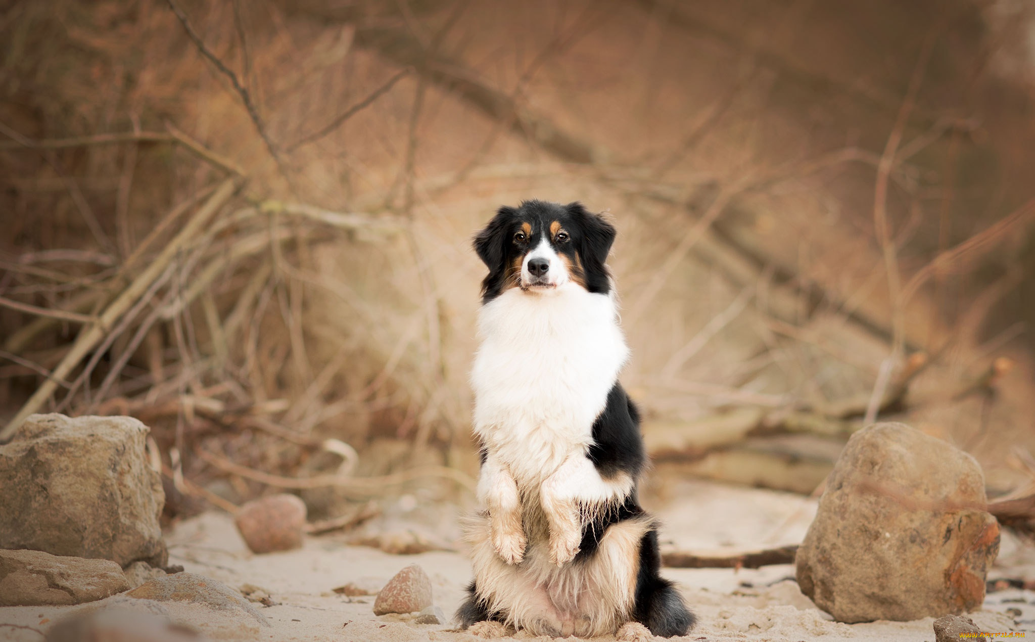 животные, собаки, взгляд, собака, фон