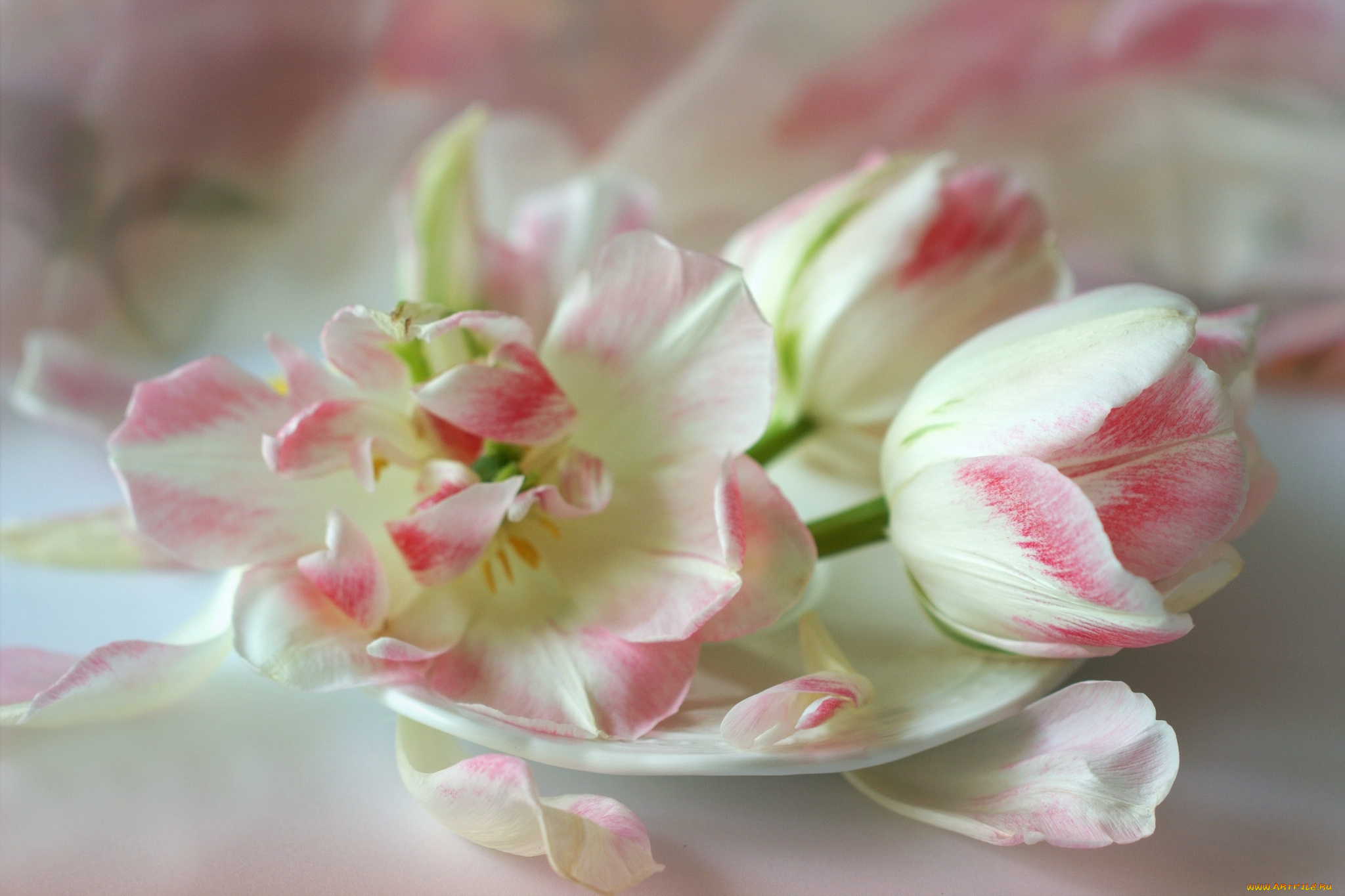 цветы, тюльпаны, нежность