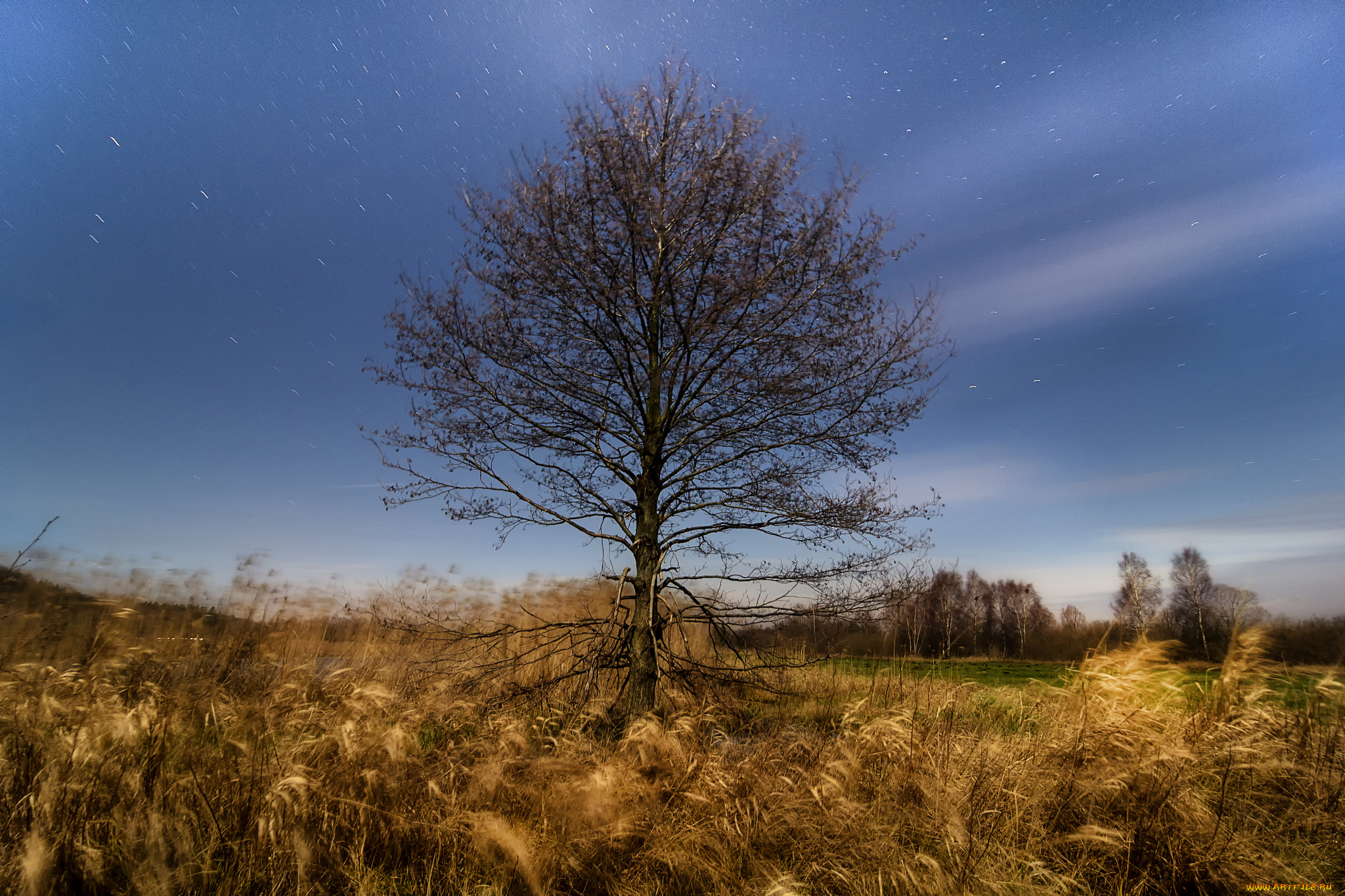 природа, деревья, простор