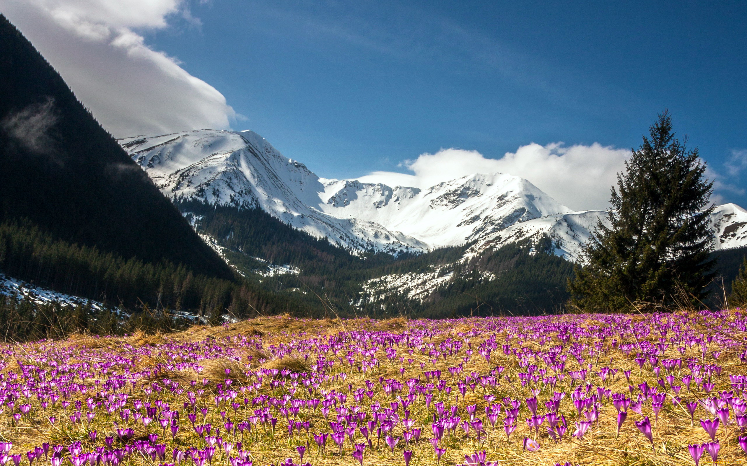 природа, луга, весна, крокусы