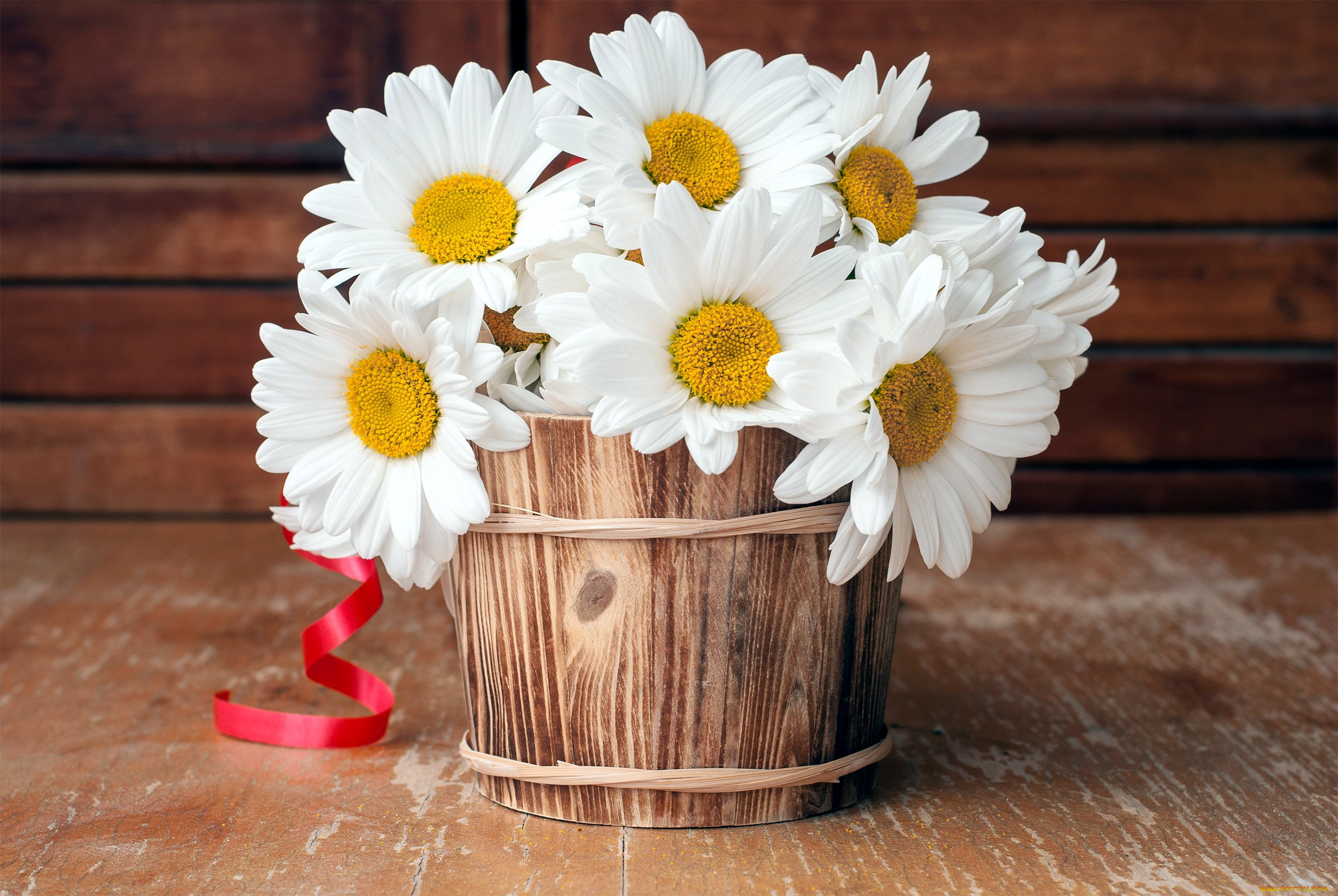 цветы, ромашки, белый