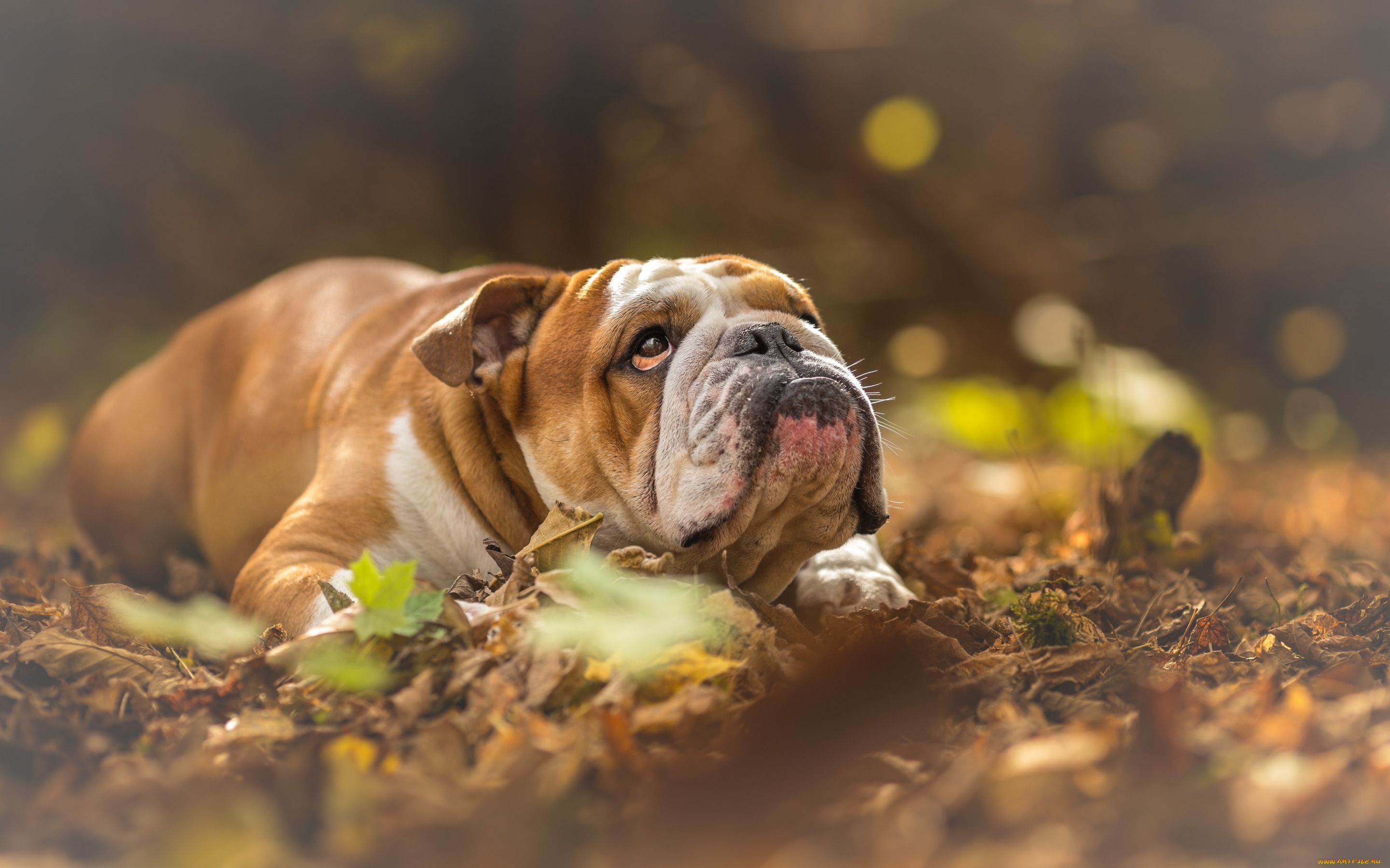 английский, бульдог, животные, собаки, brown, dog, английский, бульдог, english, bulldog, pets, bulldogs, yellow, dry, leaves, домашние