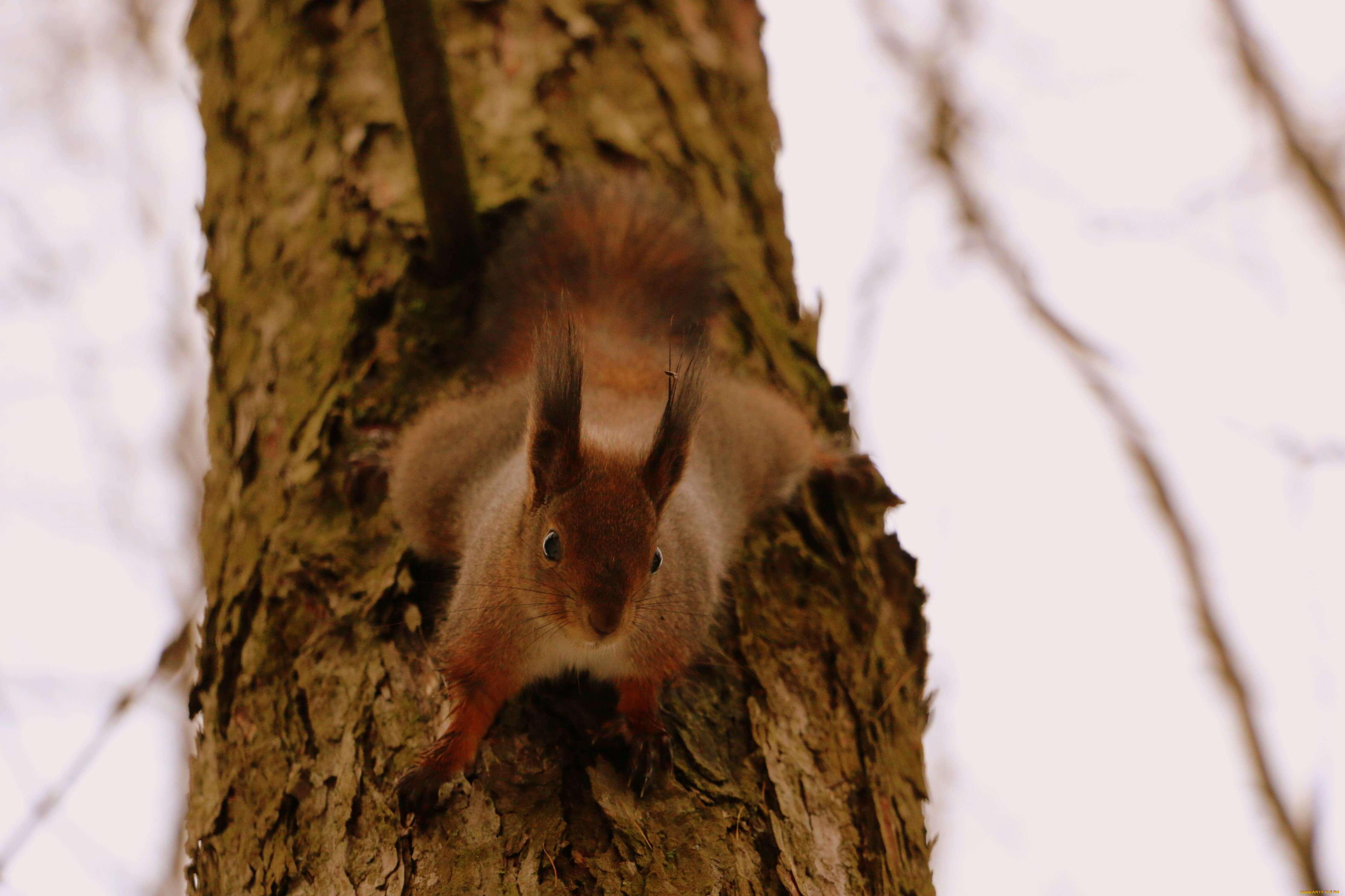 животные, белки, рыжая, ствол, дерево, белка