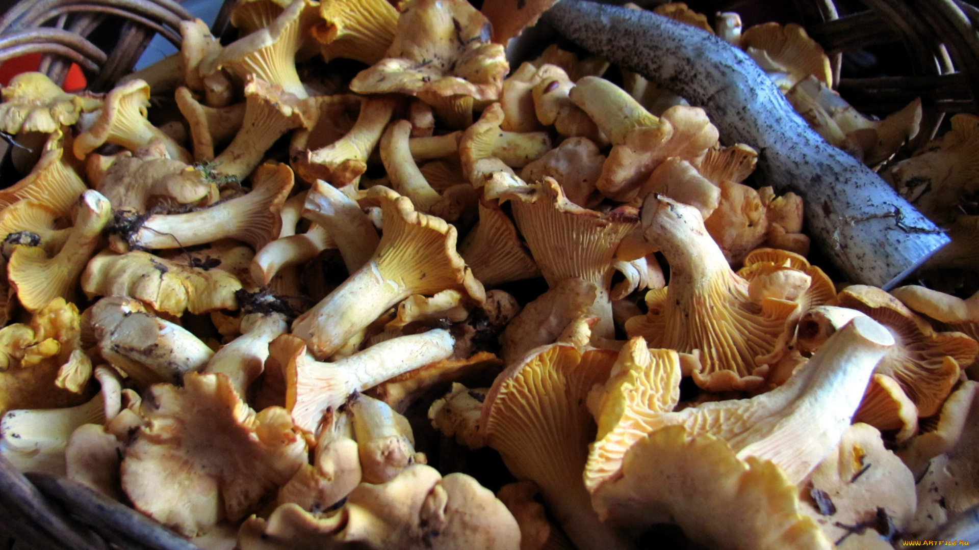 еда, грибы, , грибные, блюда, лисички