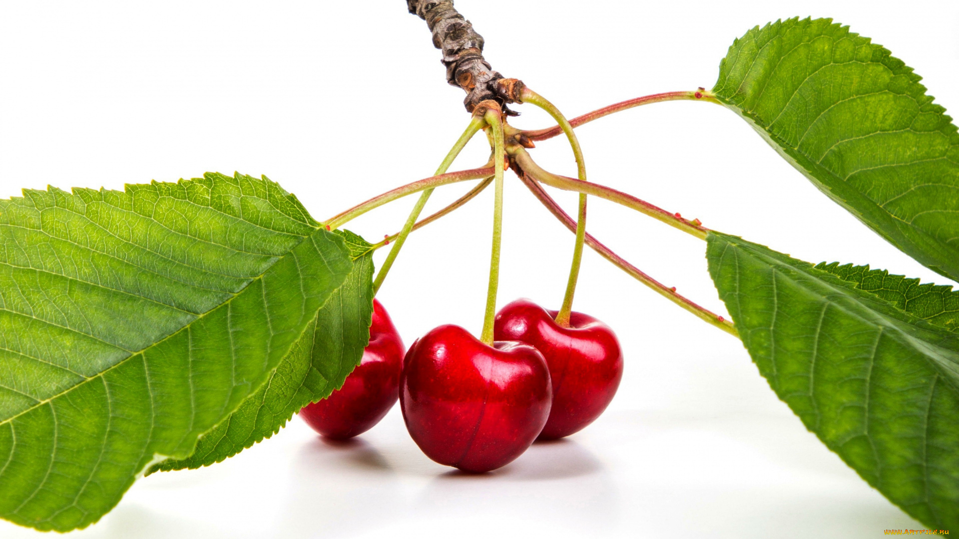 еда, вишня, , черешня, черешня