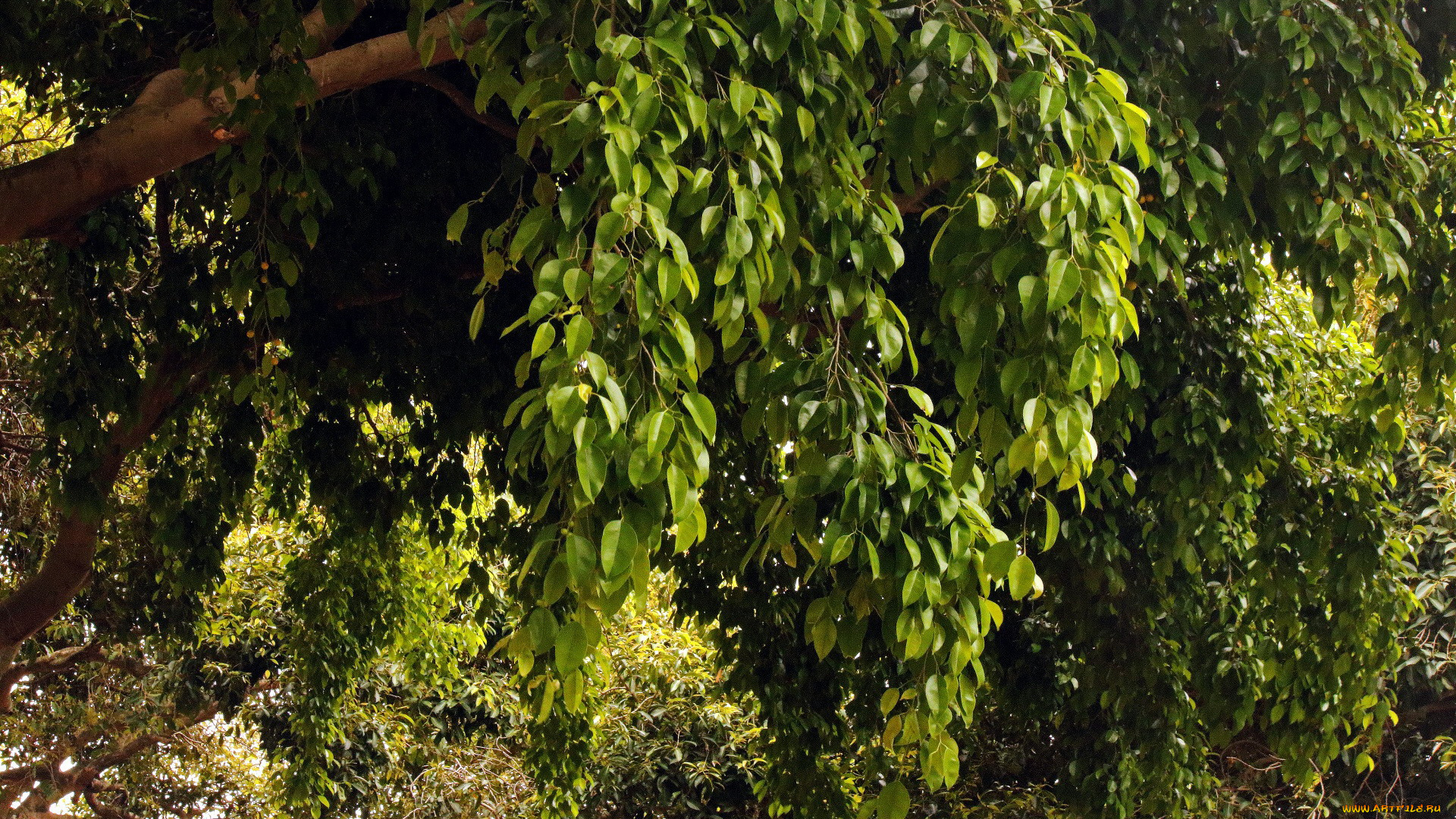 природа, деревья, листва, зеленая