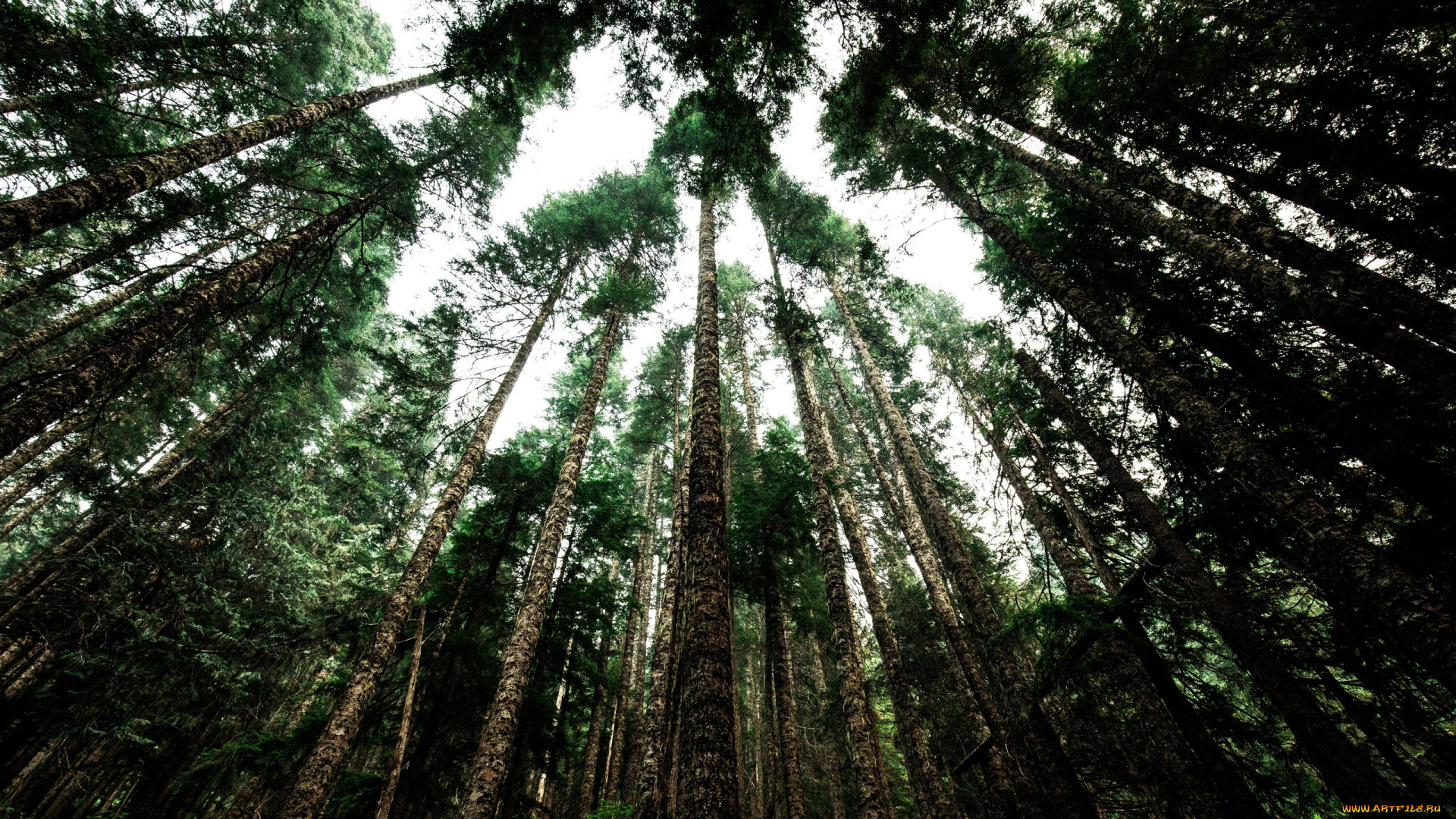 природа, деревья, сосны