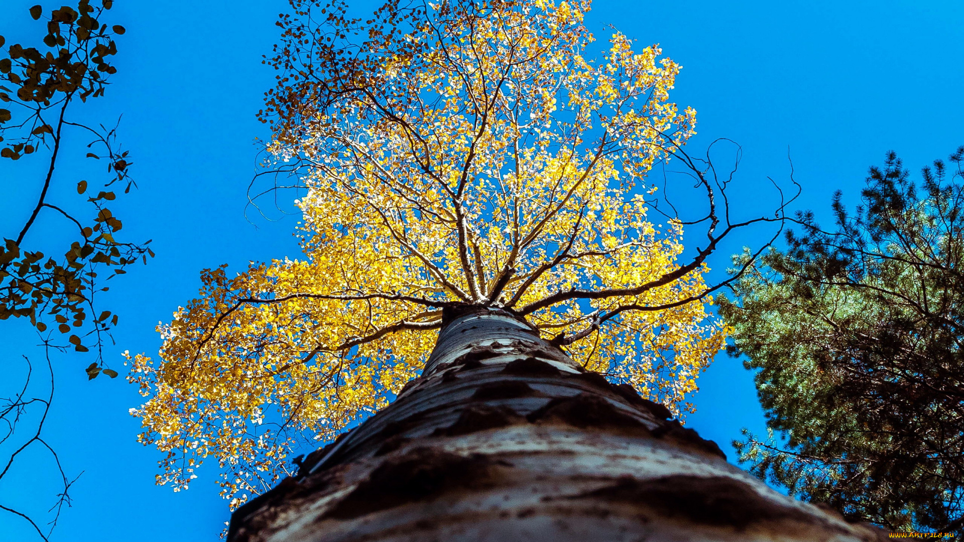 природа, деревья, ствол
