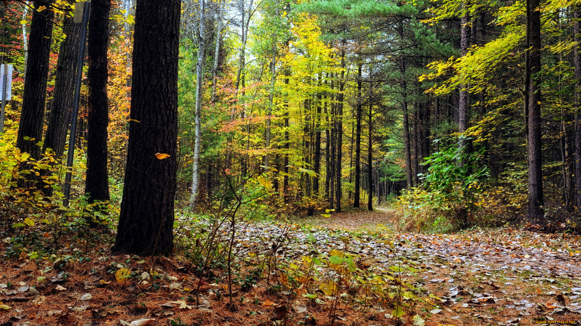 природа, лес, листопад, осень
