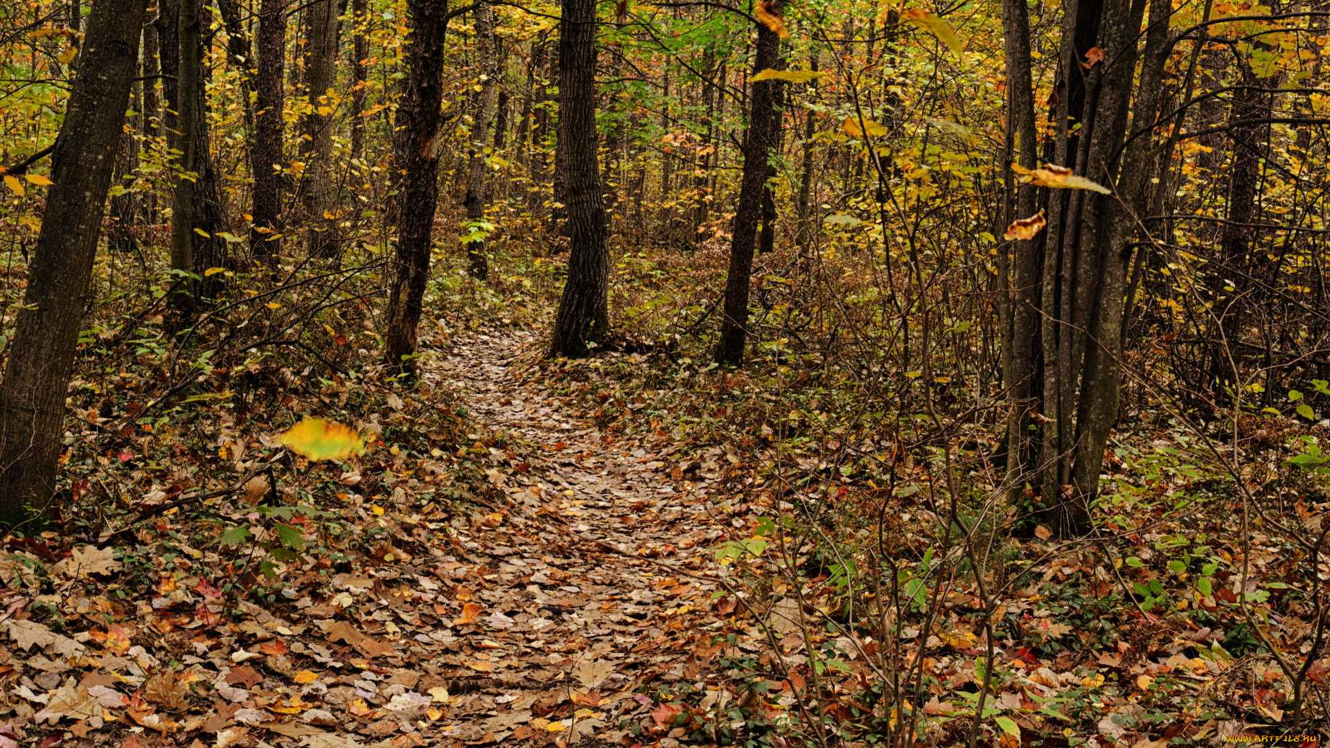 природа, лес, осень, листопад