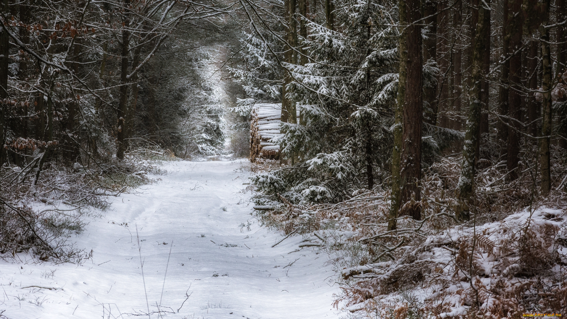 природа, лес, простор