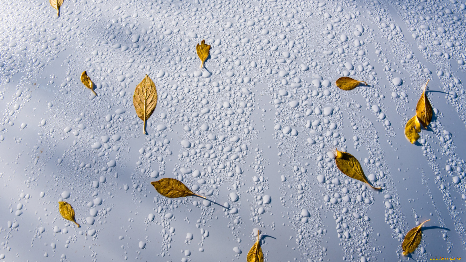 природа, листья, капли, вода