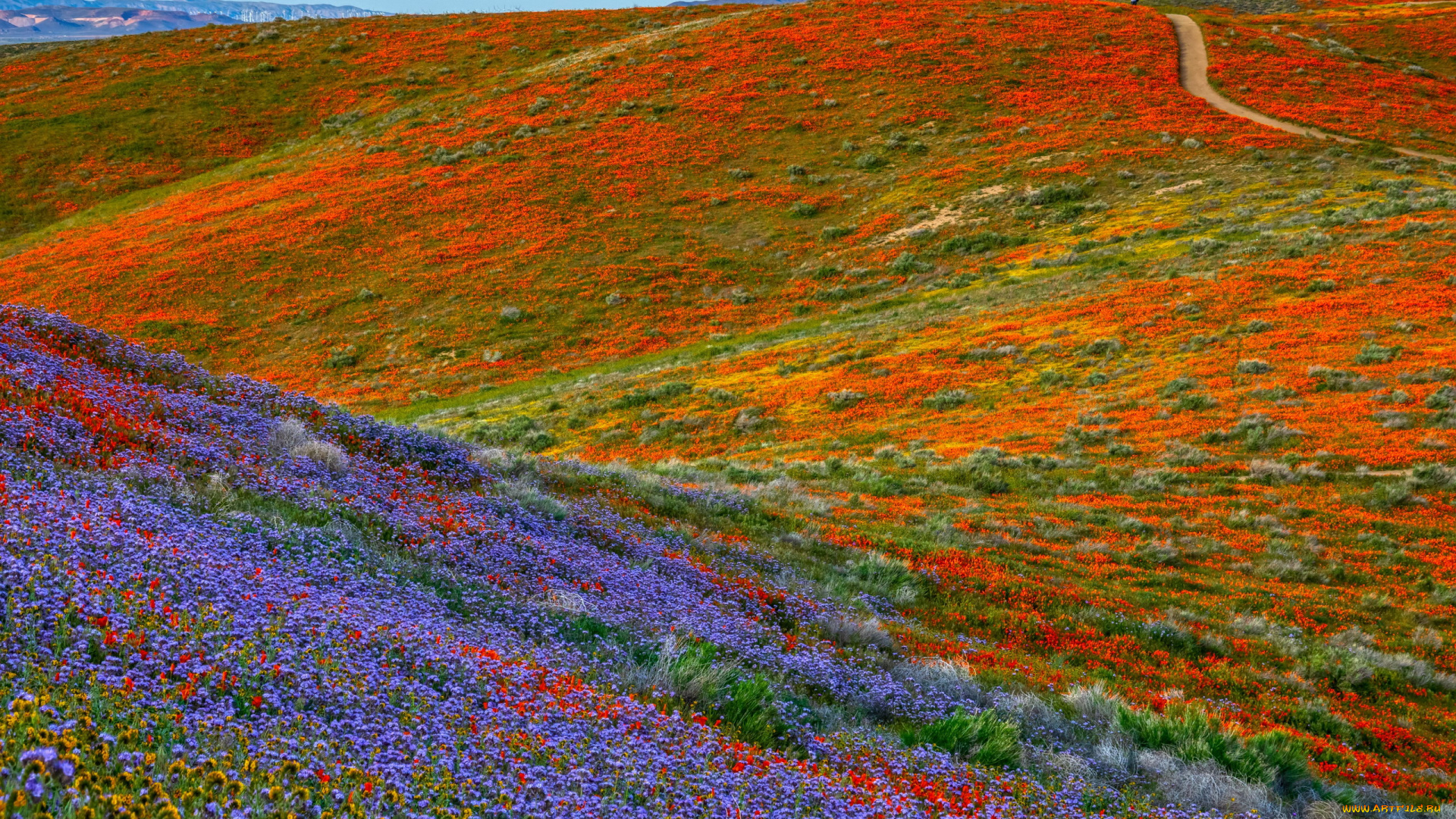 природа, луга, луг, цветущий