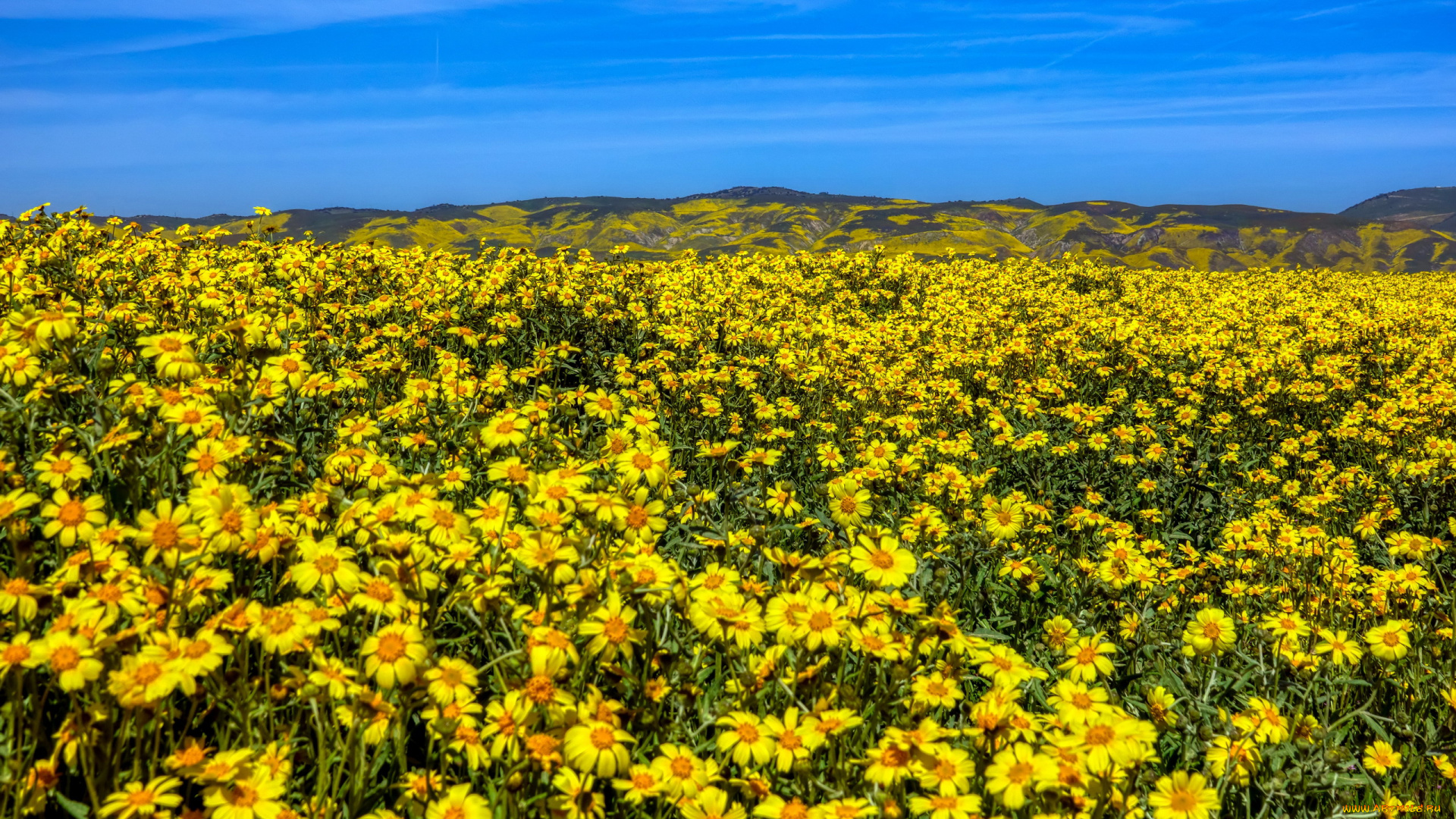 природа, луга, луг, цветущий