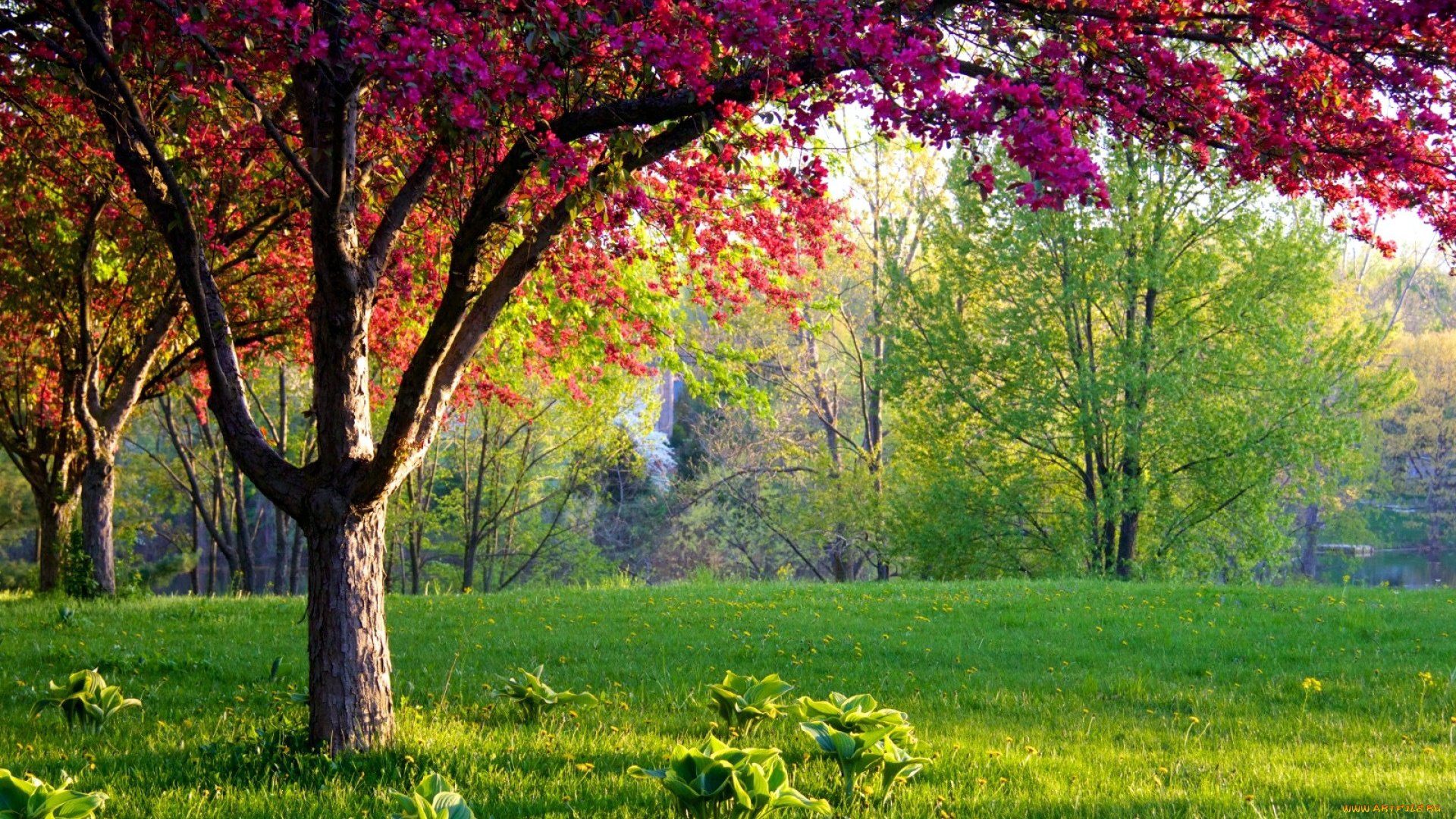 природа, парк, деревья