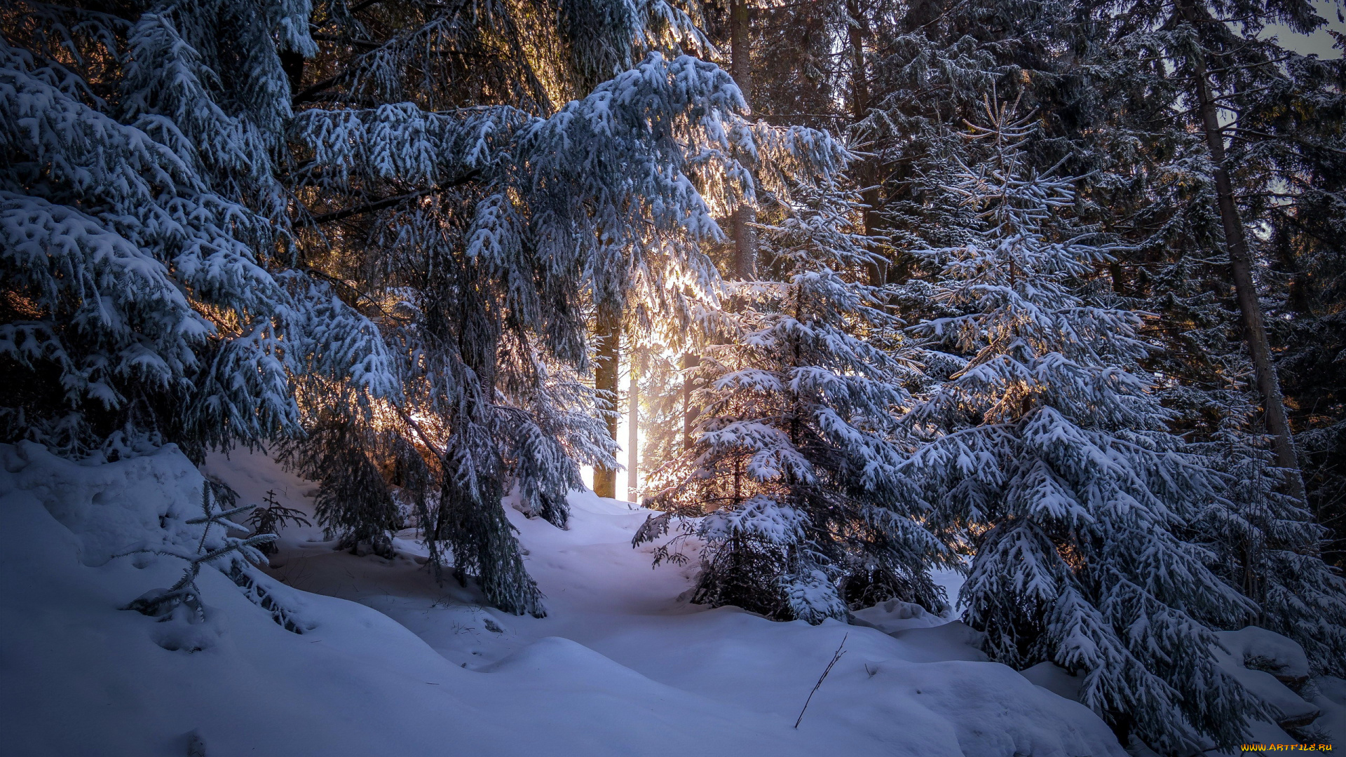 природа, зима, снег, лес