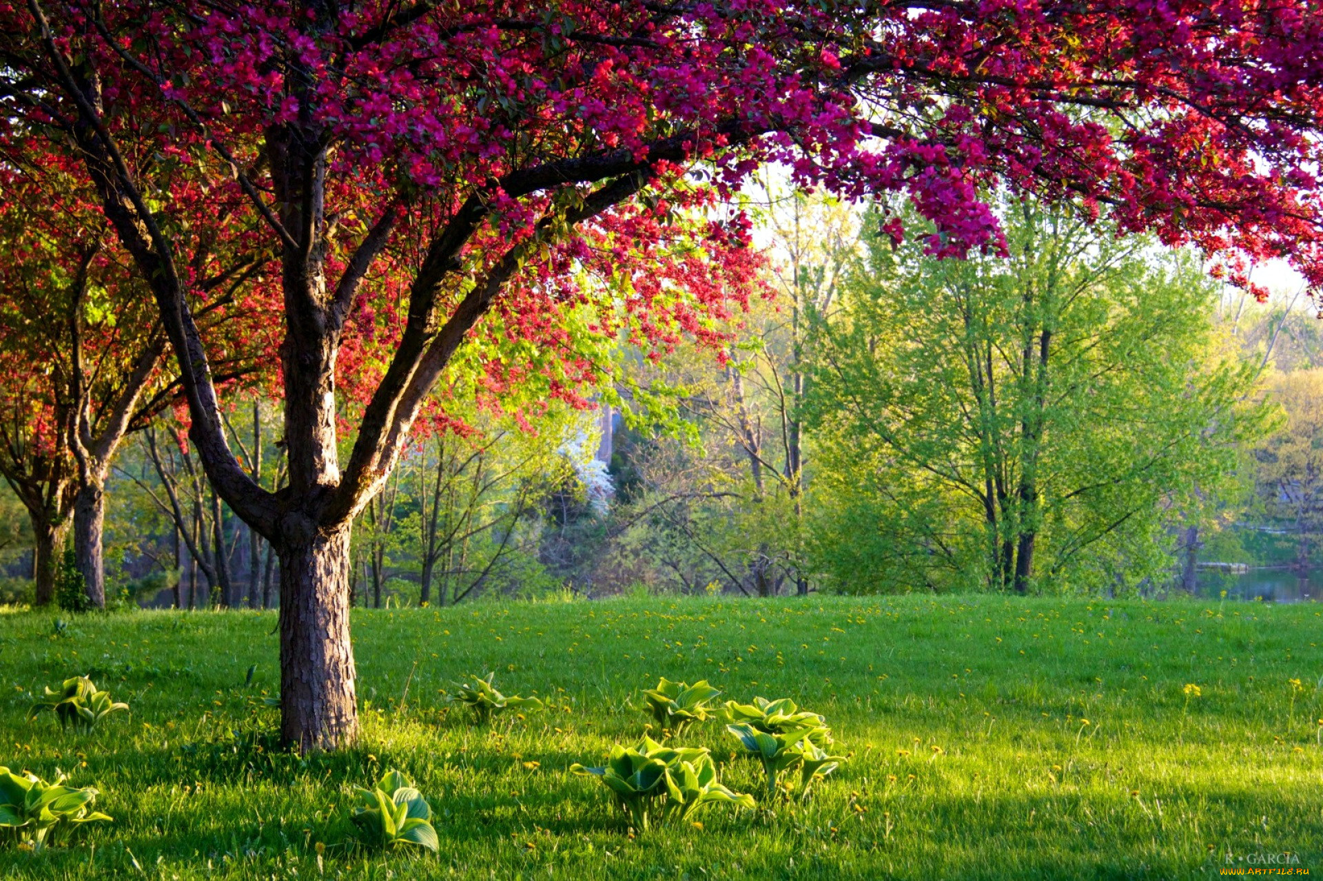 природа, парк, деревья