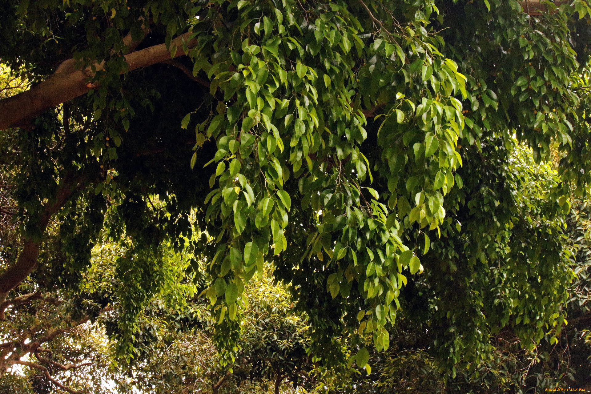 природа, деревья, листва, зеленая