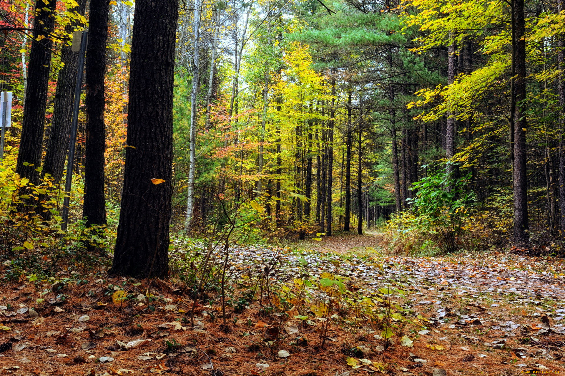 природа, лес, листопад, осень