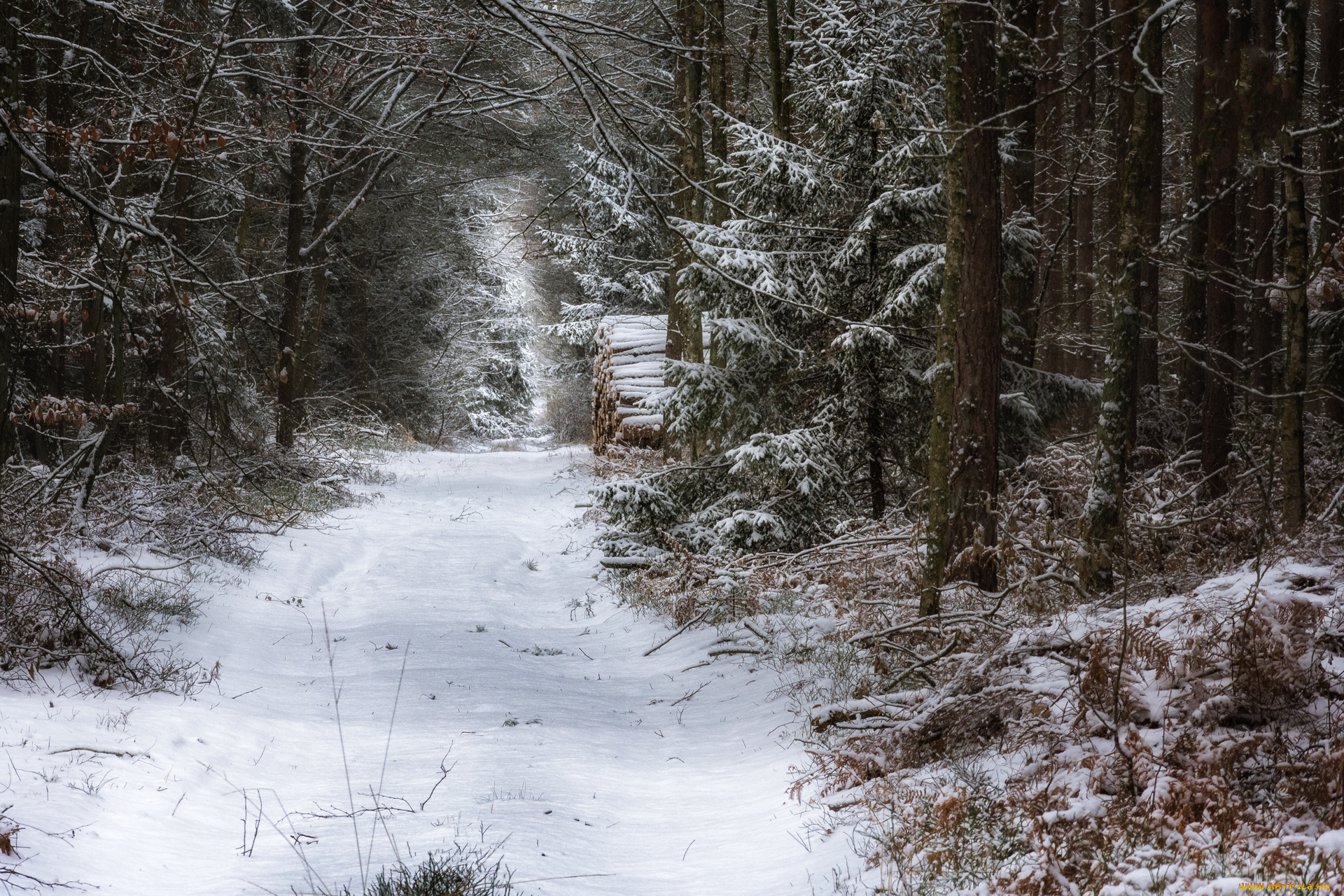 природа, лес, простор