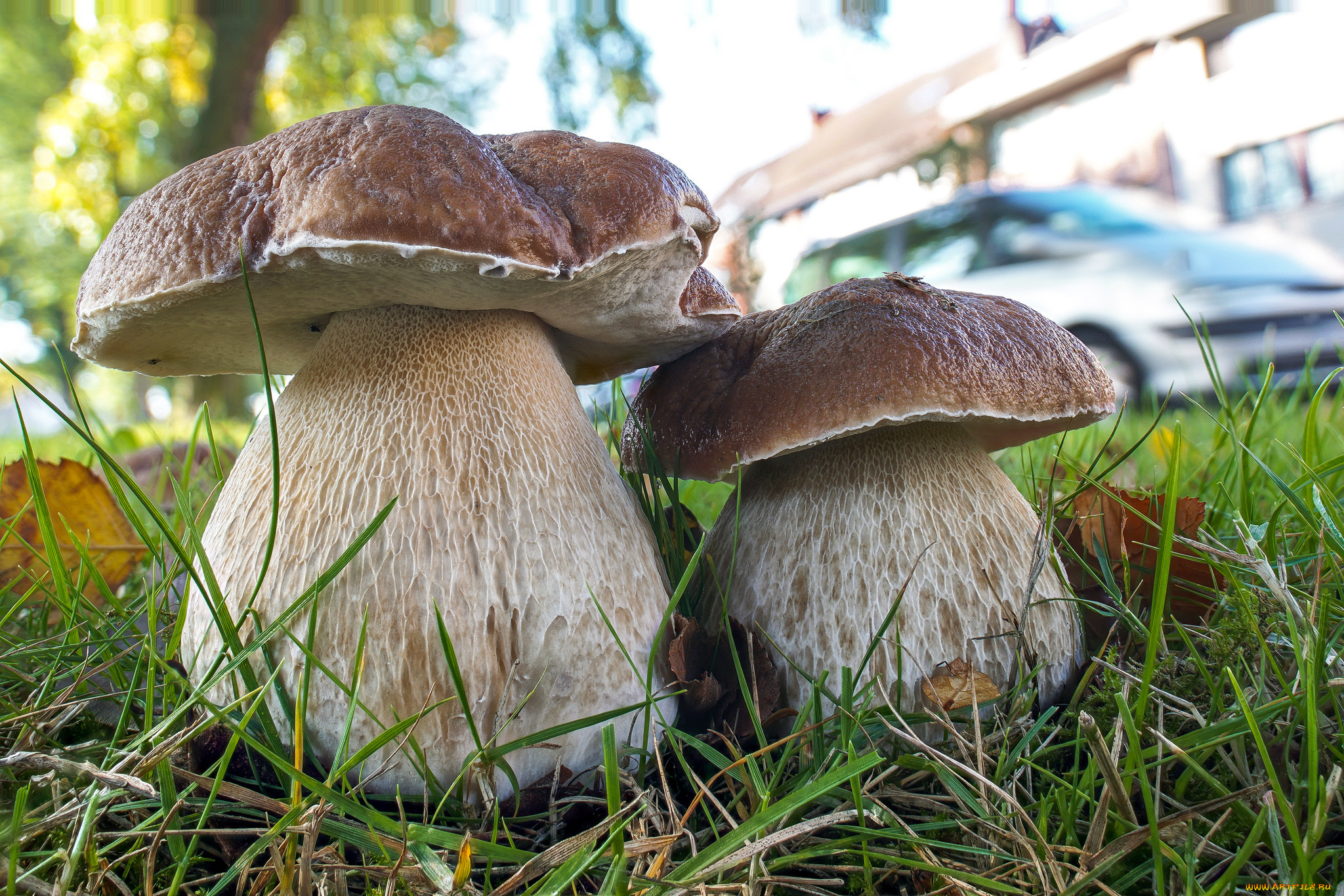 природа, грибы, простор