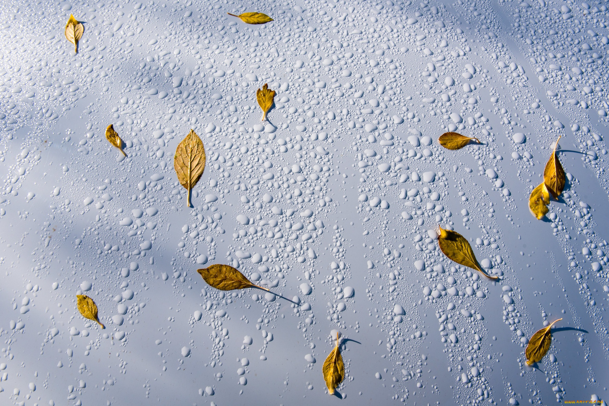 природа, листья, капли, вода