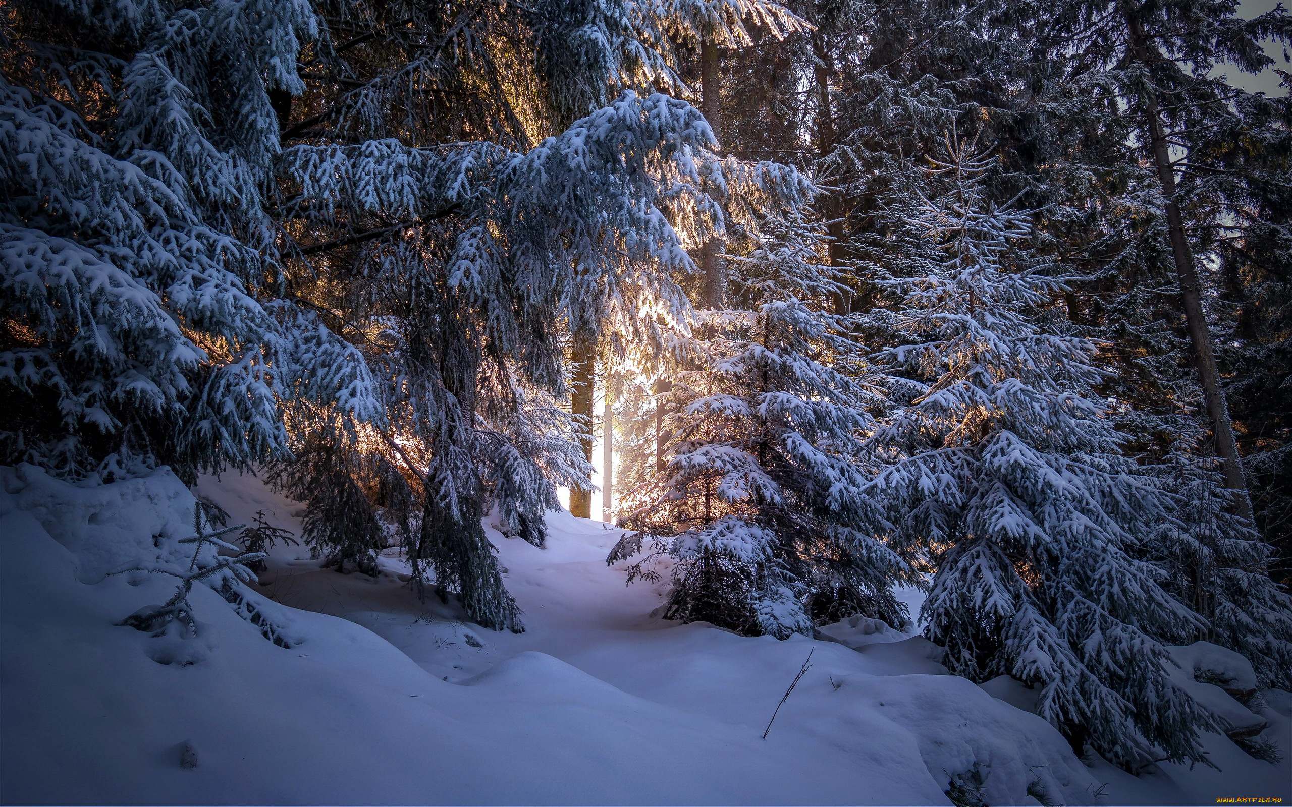 природа, зима, снег, лес