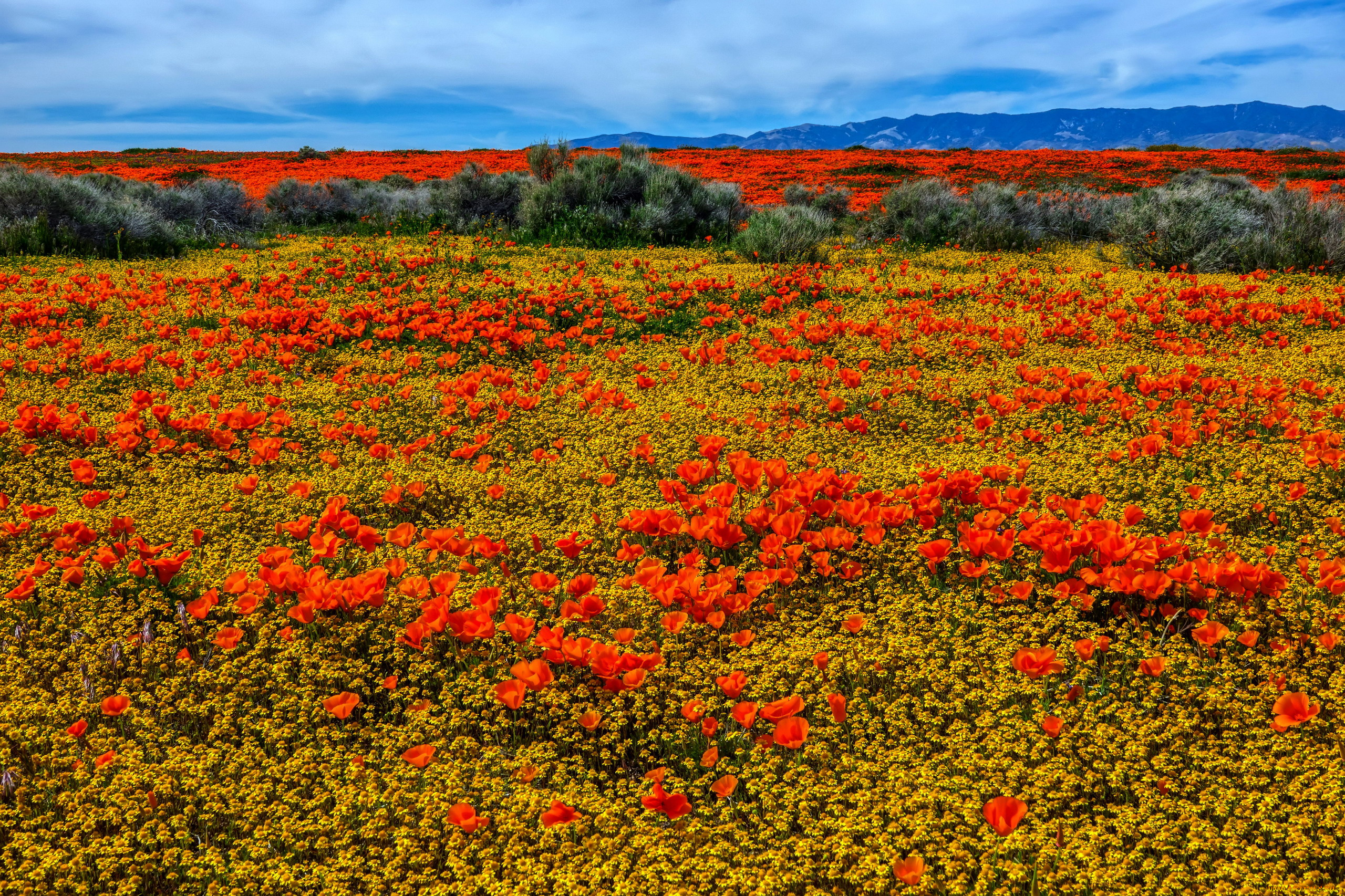 природа, луга, луг, цветущий