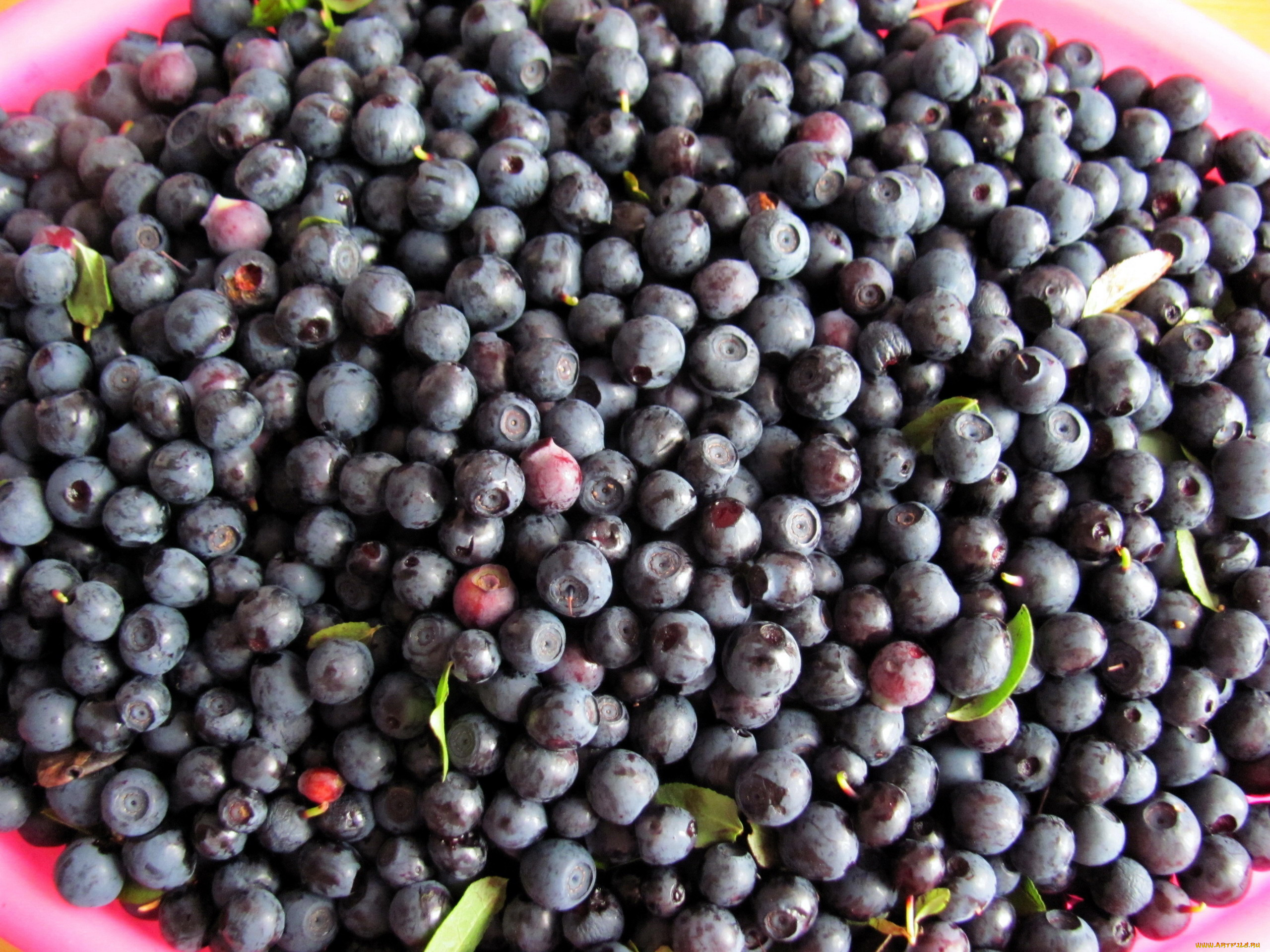 еда, голубика, , черника, черника
