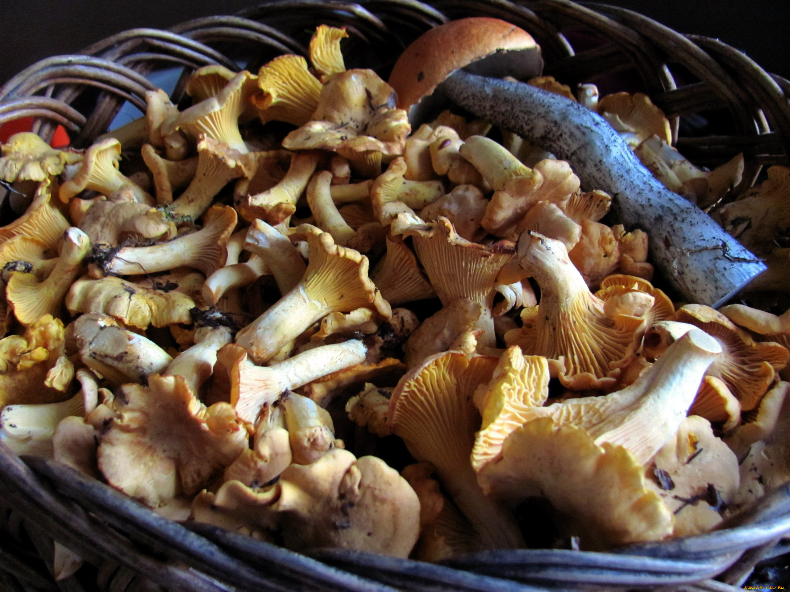 еда, грибы, , грибные, блюда, лисички