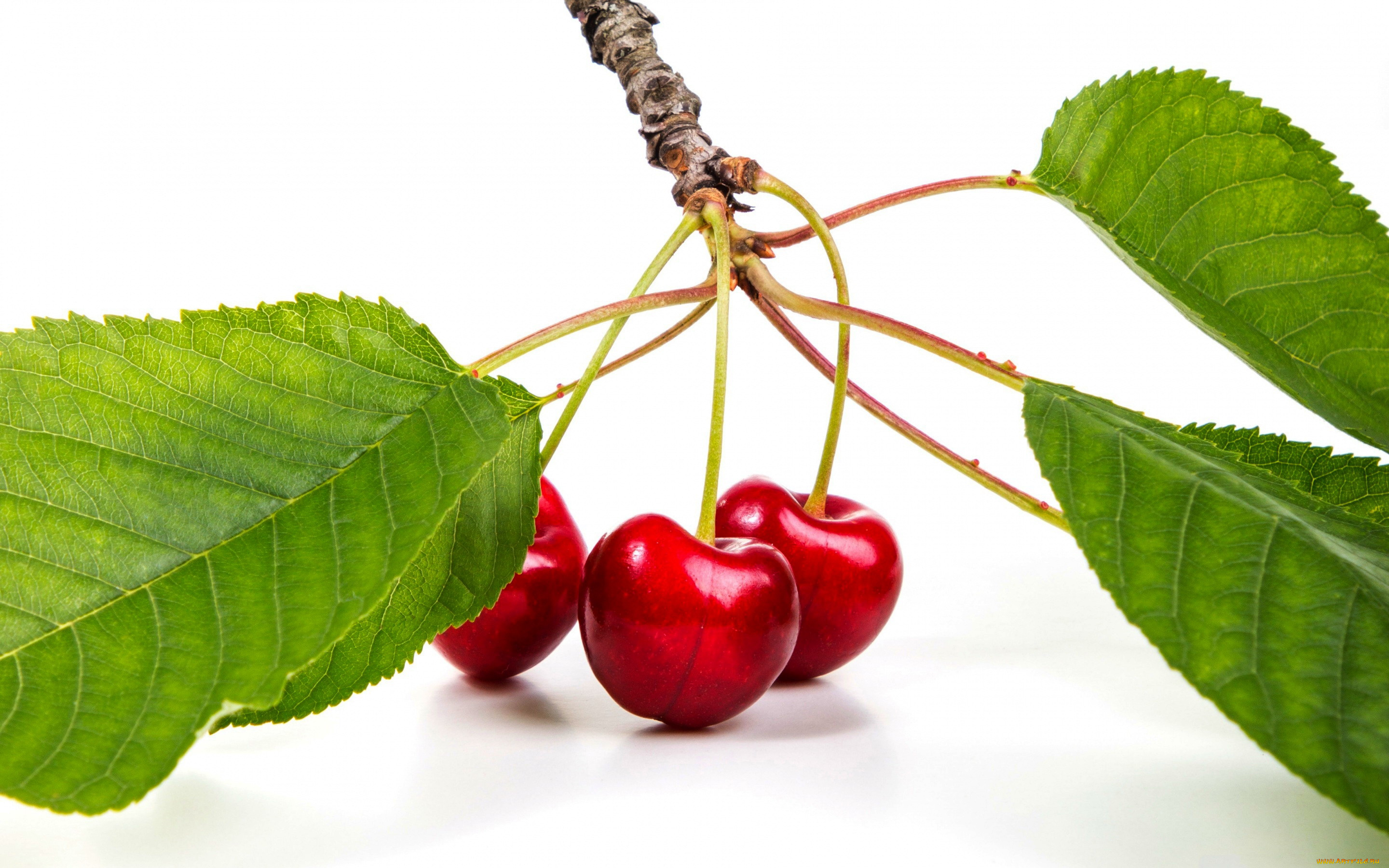 еда, вишня, , черешня, черешня