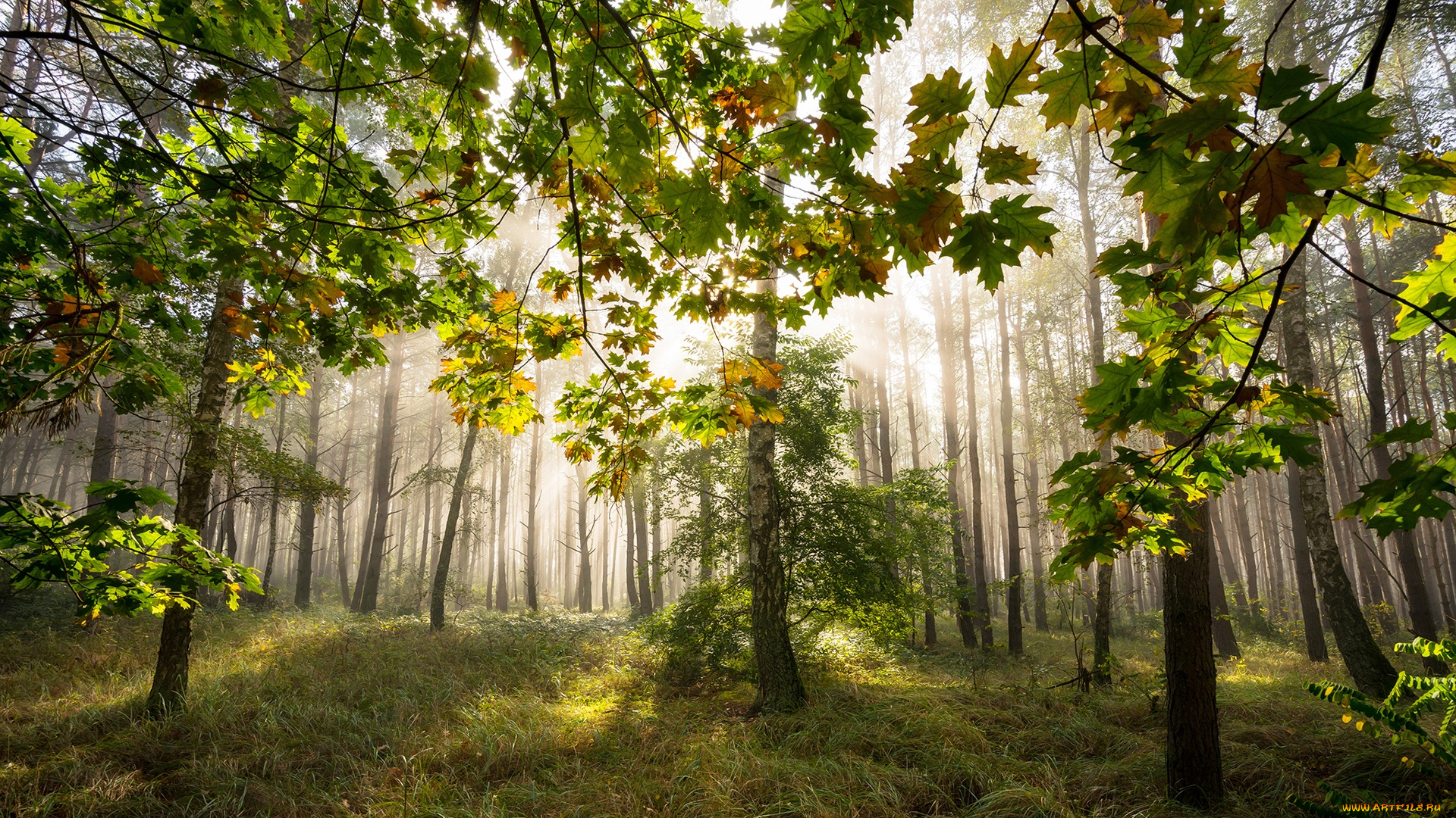 природа, лес, деревья, лучи, трава