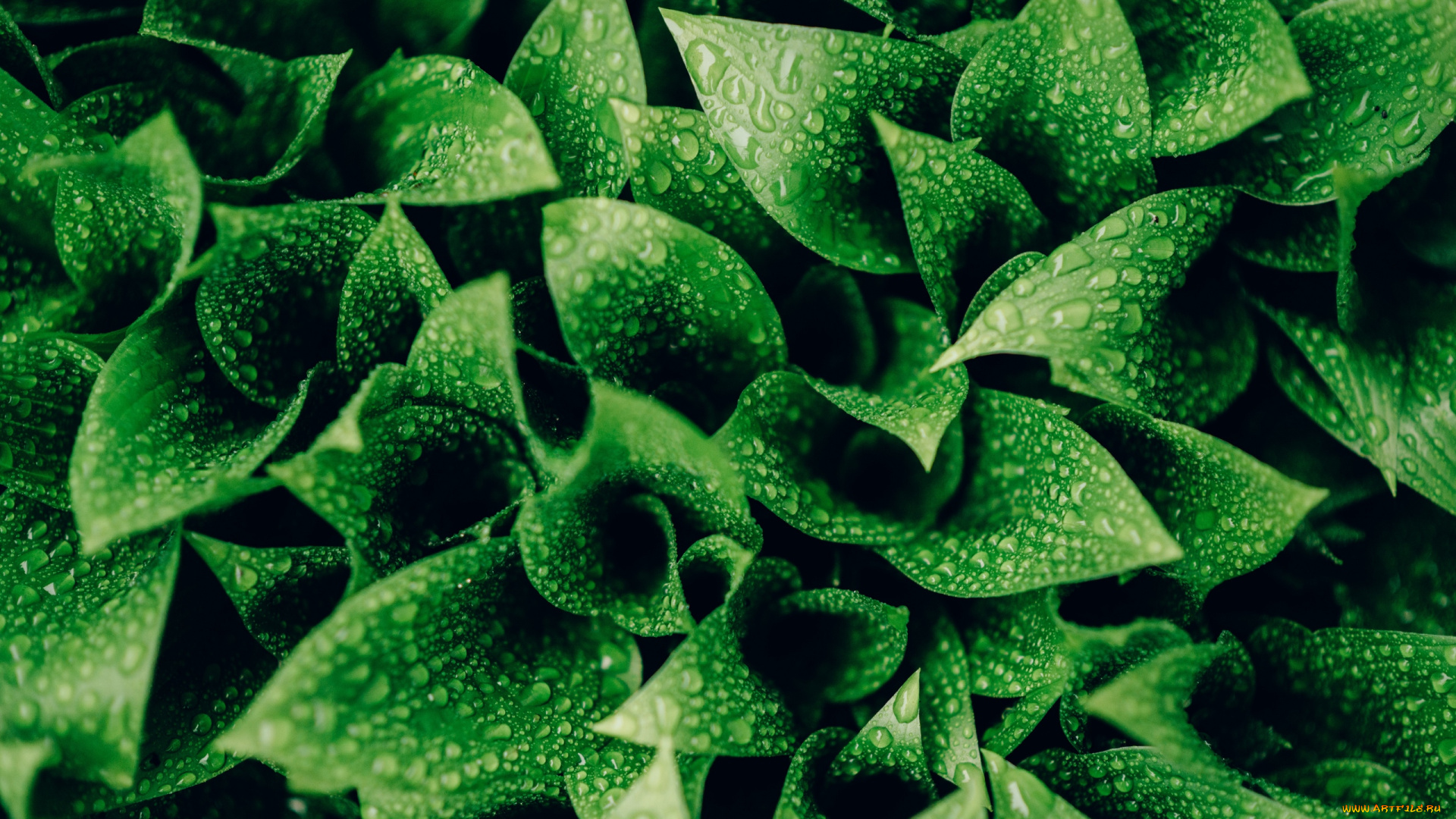 природа, листья, зеленые, капли