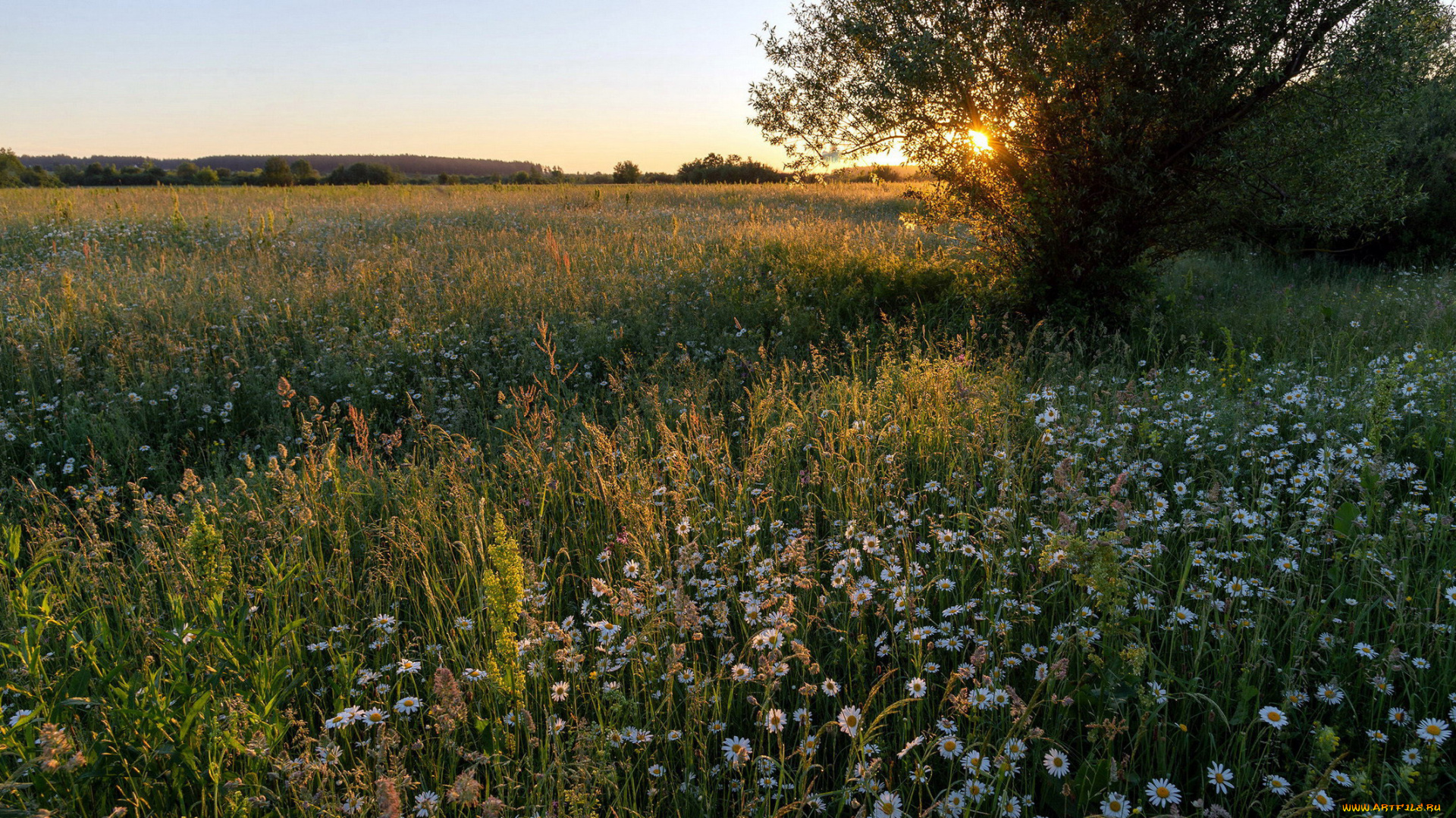 природа, луга, трава, луг, цветы, ромашки