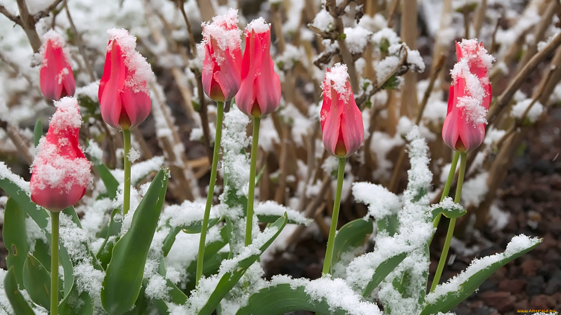 цветы, тюльпаны, розовые, бутоны, снег