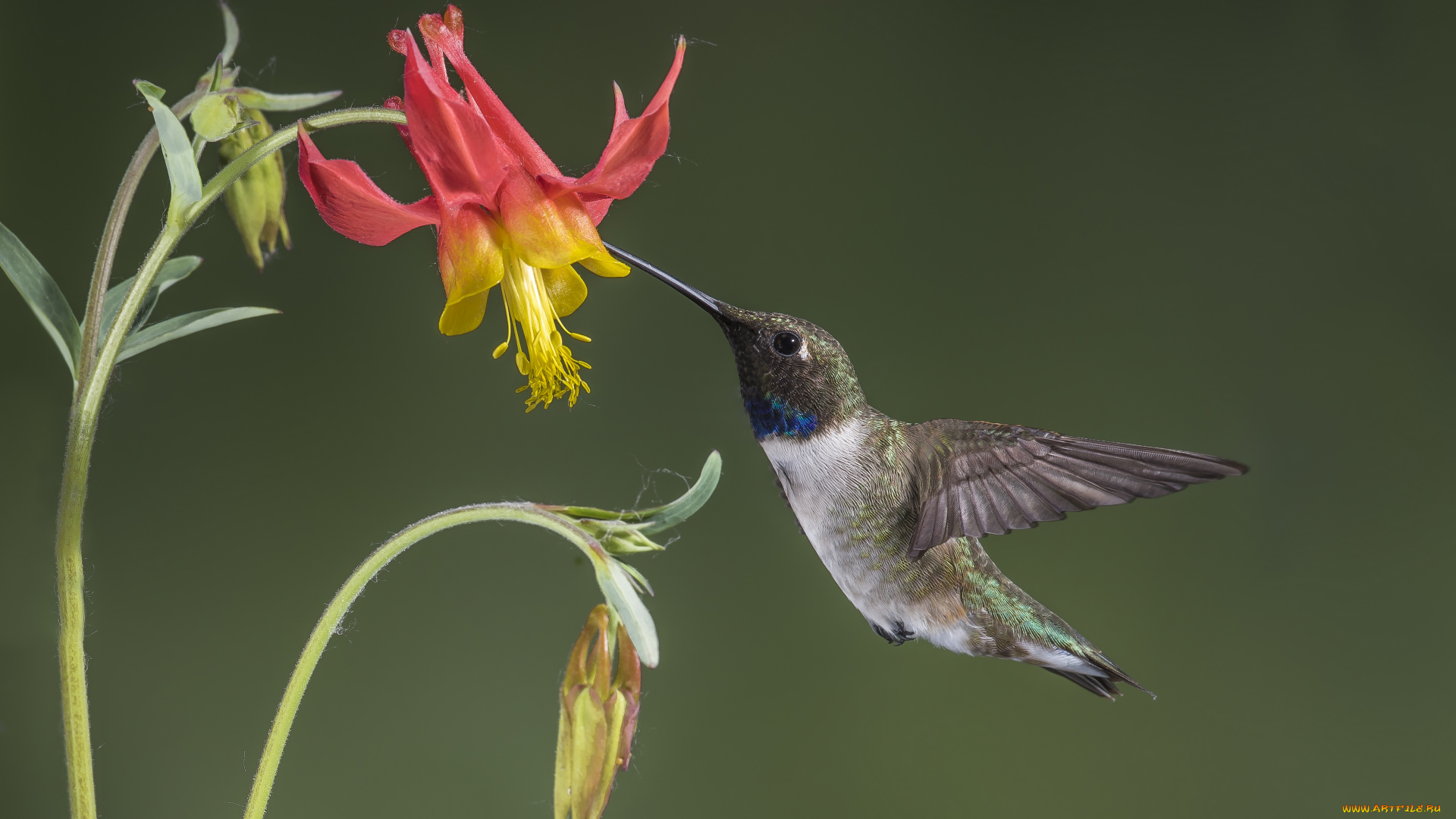 колибри, животные, самая, маленькая, птица, в, мире, да, само, название, птицы, очень, красивое, королева, нектара