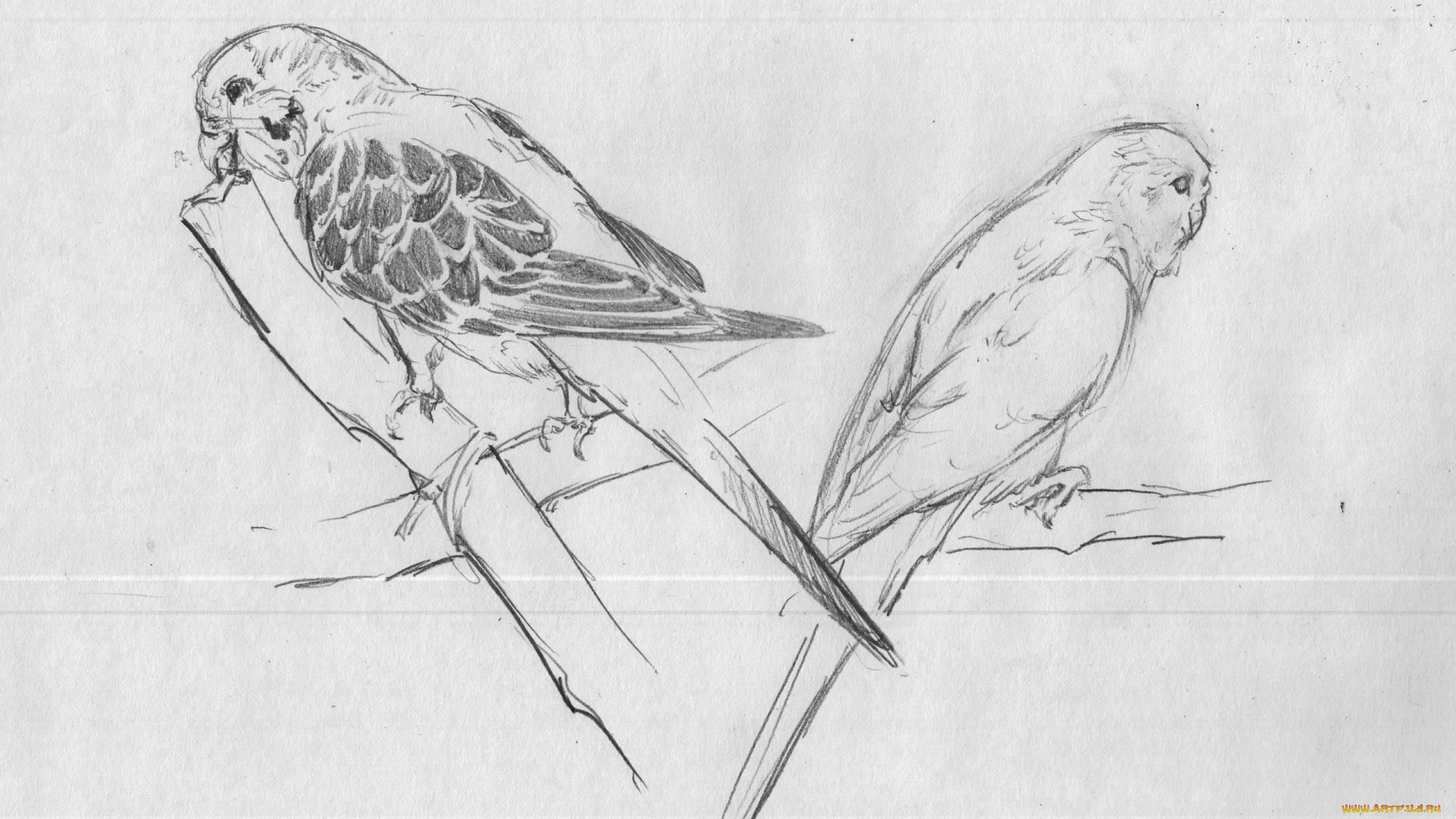 рисованное, животные, , птицы, , попугаи, попугаи, волнистые