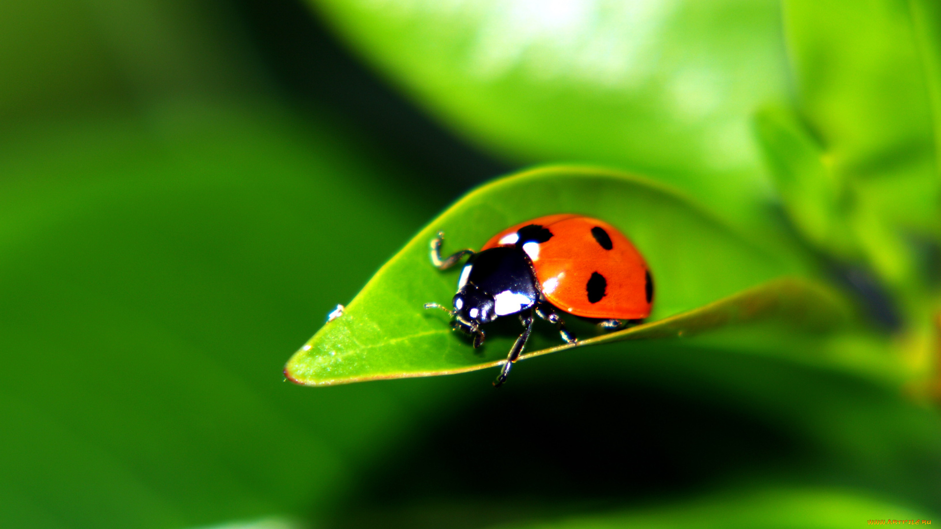 животные, божьи, коровки, божья, коровка, листья