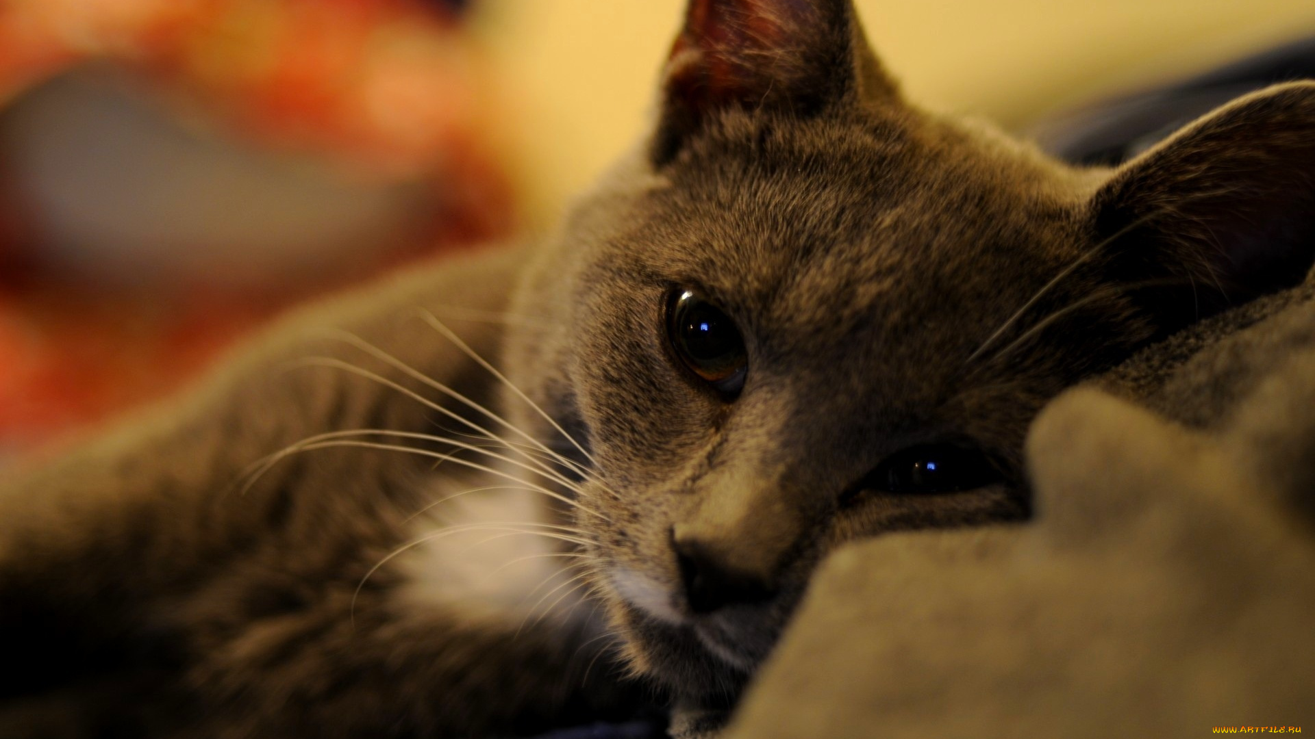 животные, коты, кот, серый, отдых